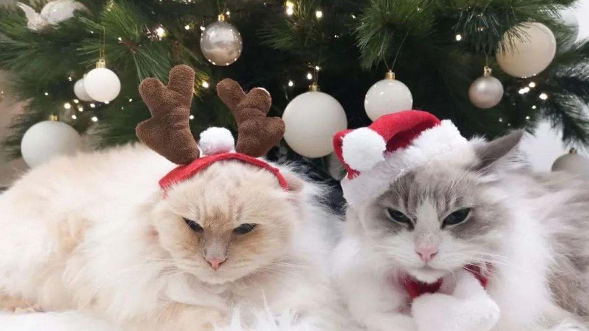 Как защитить праздничную елку от нападений кота: действенный лайфхак - Pets
