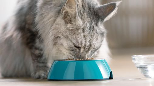 Мікс сухого та вологого кормів для кішки: у чому переваги такої годівлі