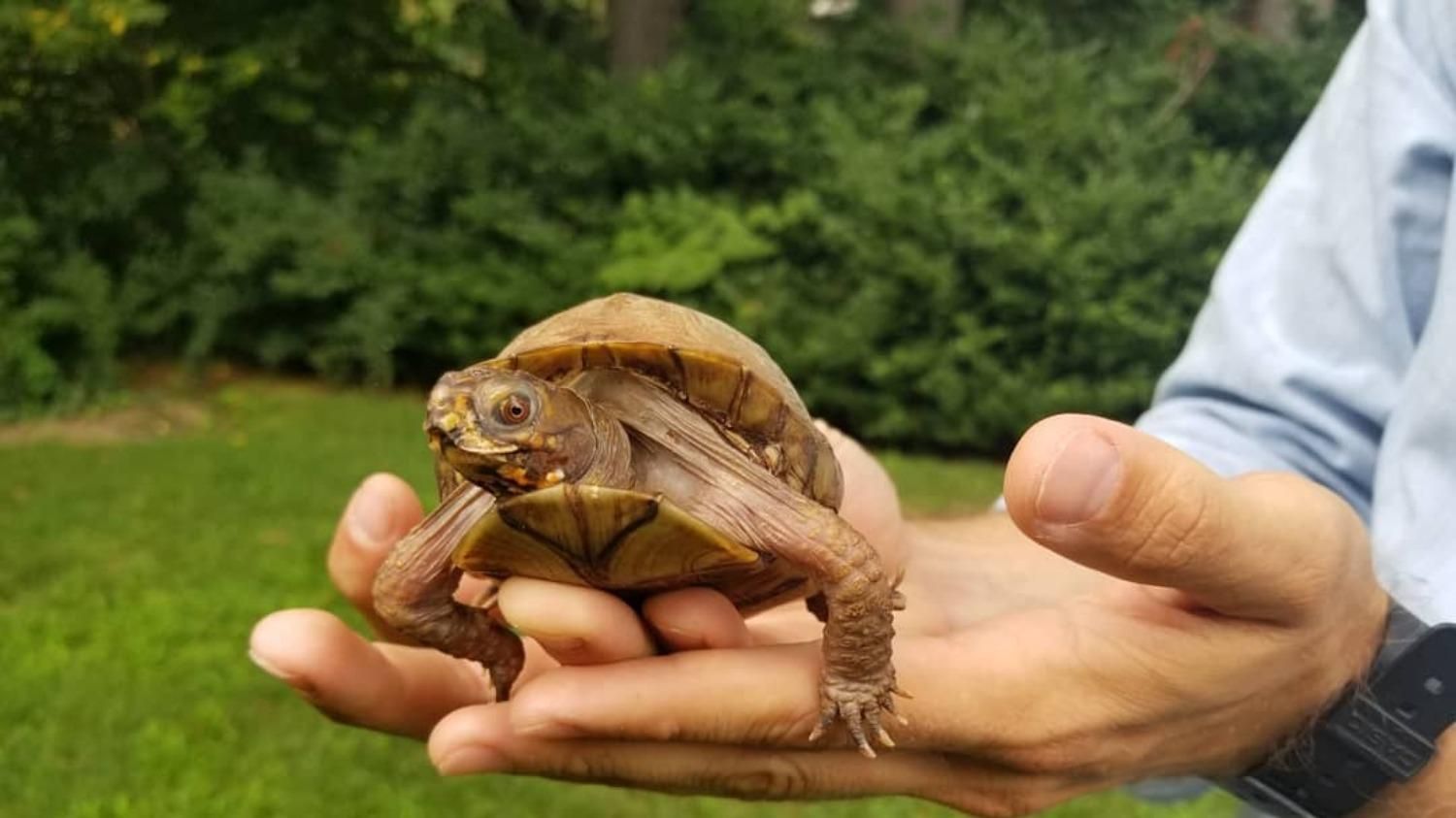Жила в подвале с малым количеством света: мужчина снял фильм, чтобы сделать черепаху счастливой - Pets Жила в подвале с малым количеством света: мужчина снял фильм, чтобы сделать черепаху счастливой - Pets