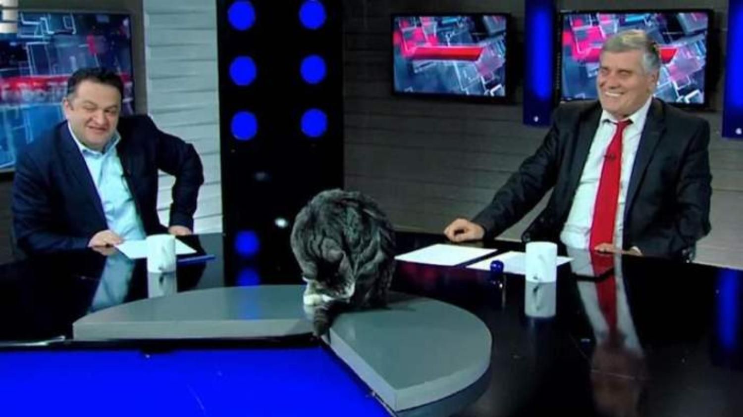 Кіт в прямому ефірі Кіт в прямому ефірі