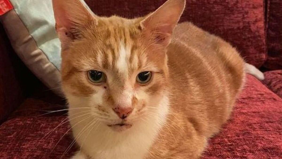 Зник, щоб повернутися через 10 років: неймовірна історія кота з Бірмінгема - Pets