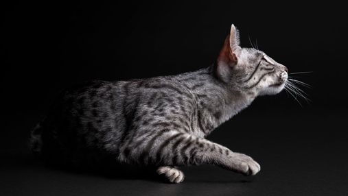 Вологий корм у харчуванні кота: які позитивні зміни спостерігатимуть господарі