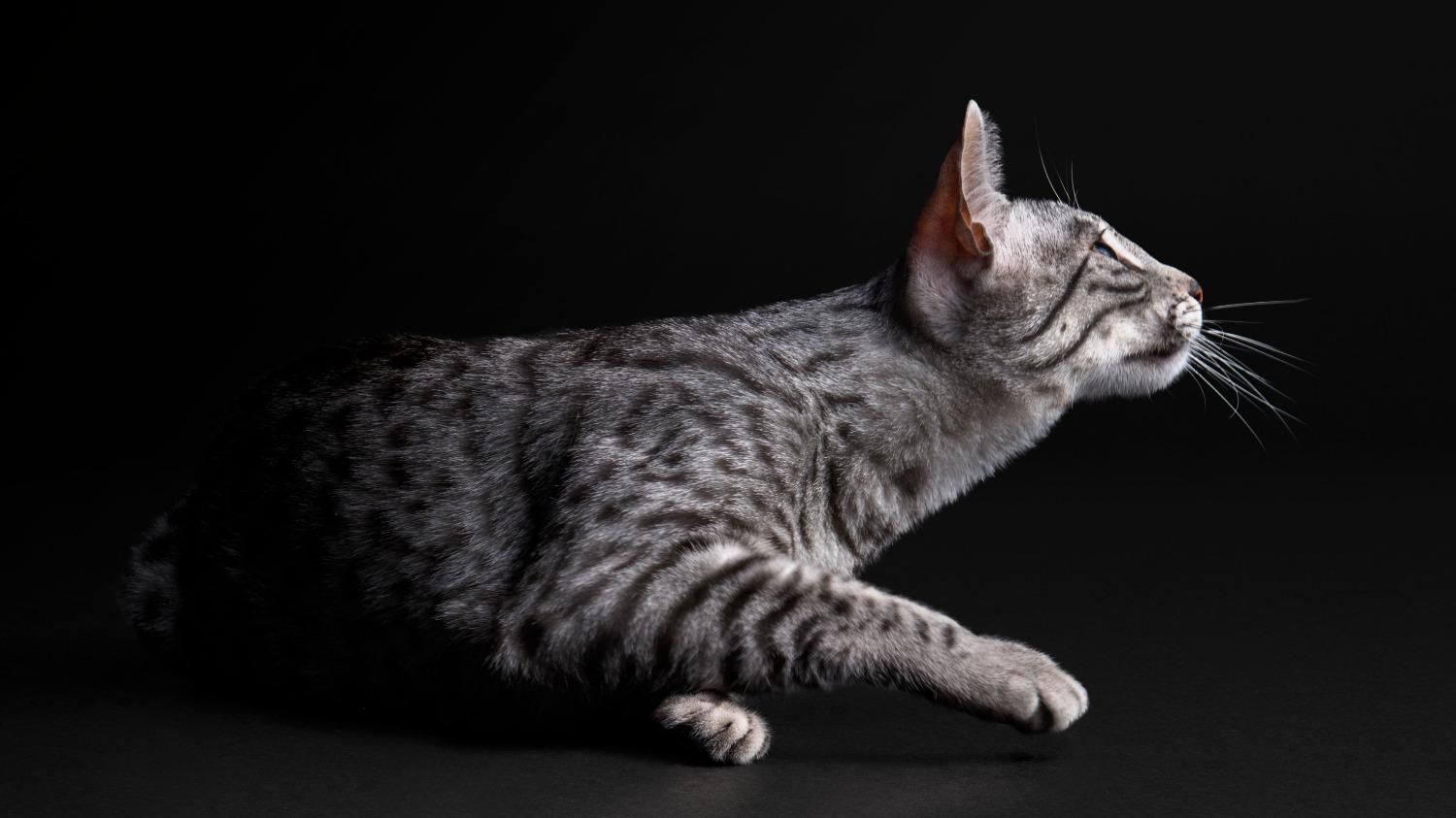 Вологий корм у харчуванні кота: які позитивні зміни спостерігатимуть господарі - Pets