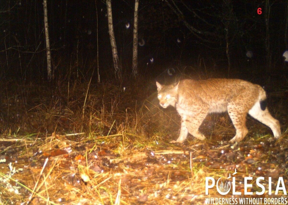 У Чорнобилі знайшли рисей, а в фейсбуці дають їм імена: як взяти участь - Україна новини - Pets У Чорнобилі знайшли рисей, а в фейсбуці дають їм імена: як взяти участь - Україна новини - Pets