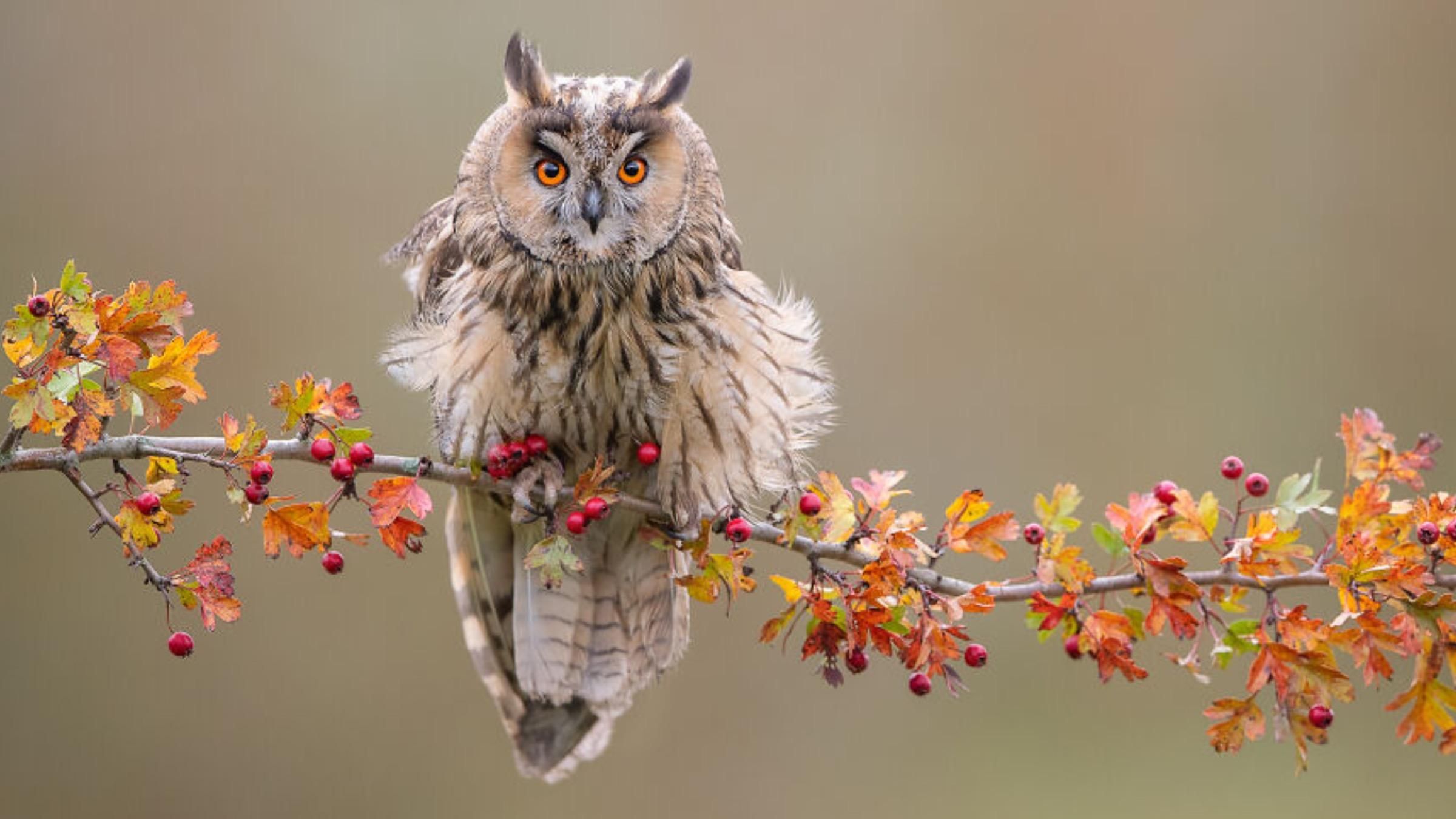 Улыбающаяся лиса и птица во время атаки: фотограф делает поразительные кадры дикой природы - Pets Улыбающаяся лиса и птица во время атаки: фотограф делает поразительные кадры дикой природы - Pets