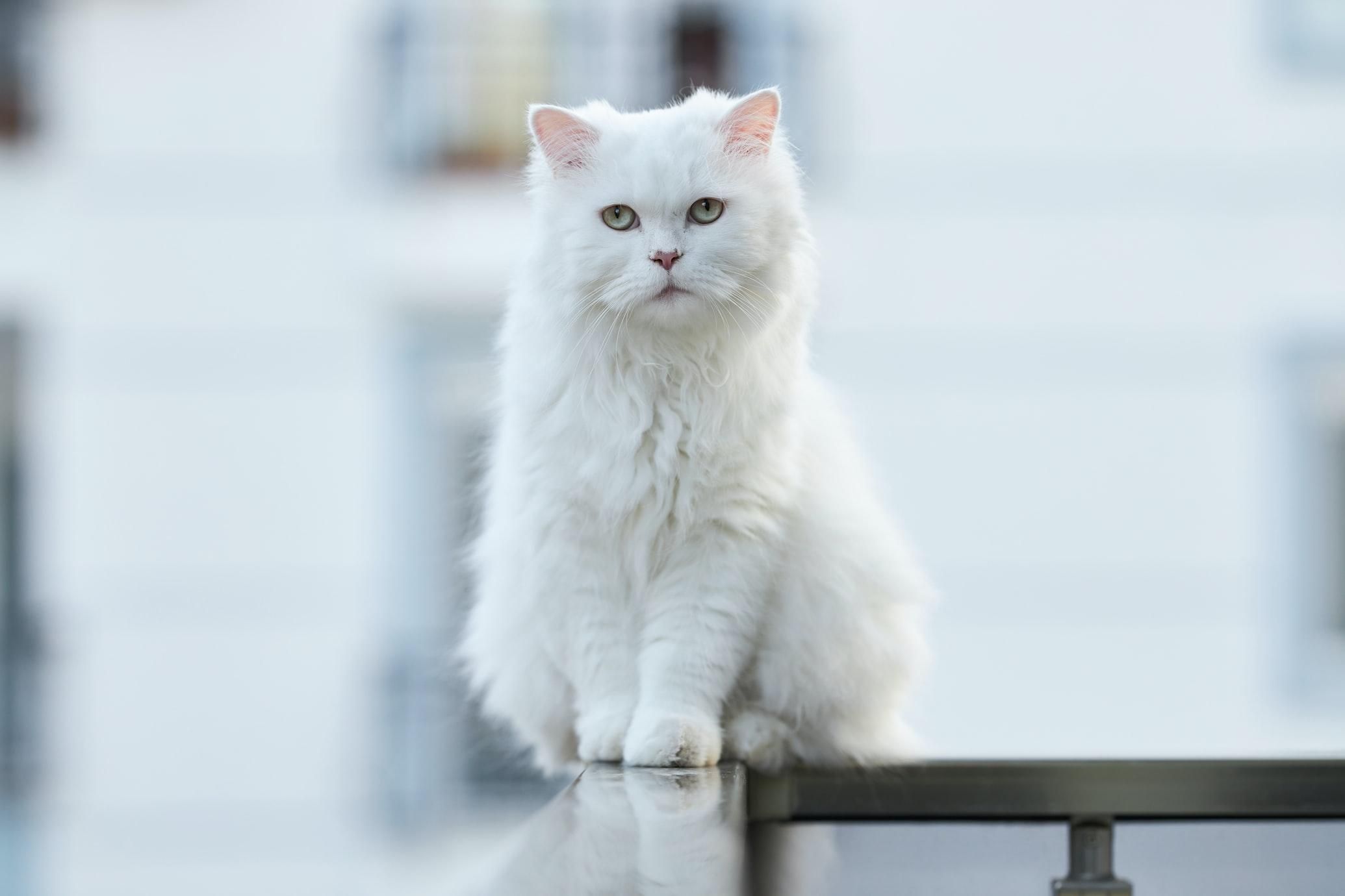 Слово за наукою: вчені назвали найкрасивіші породи котів - Pets