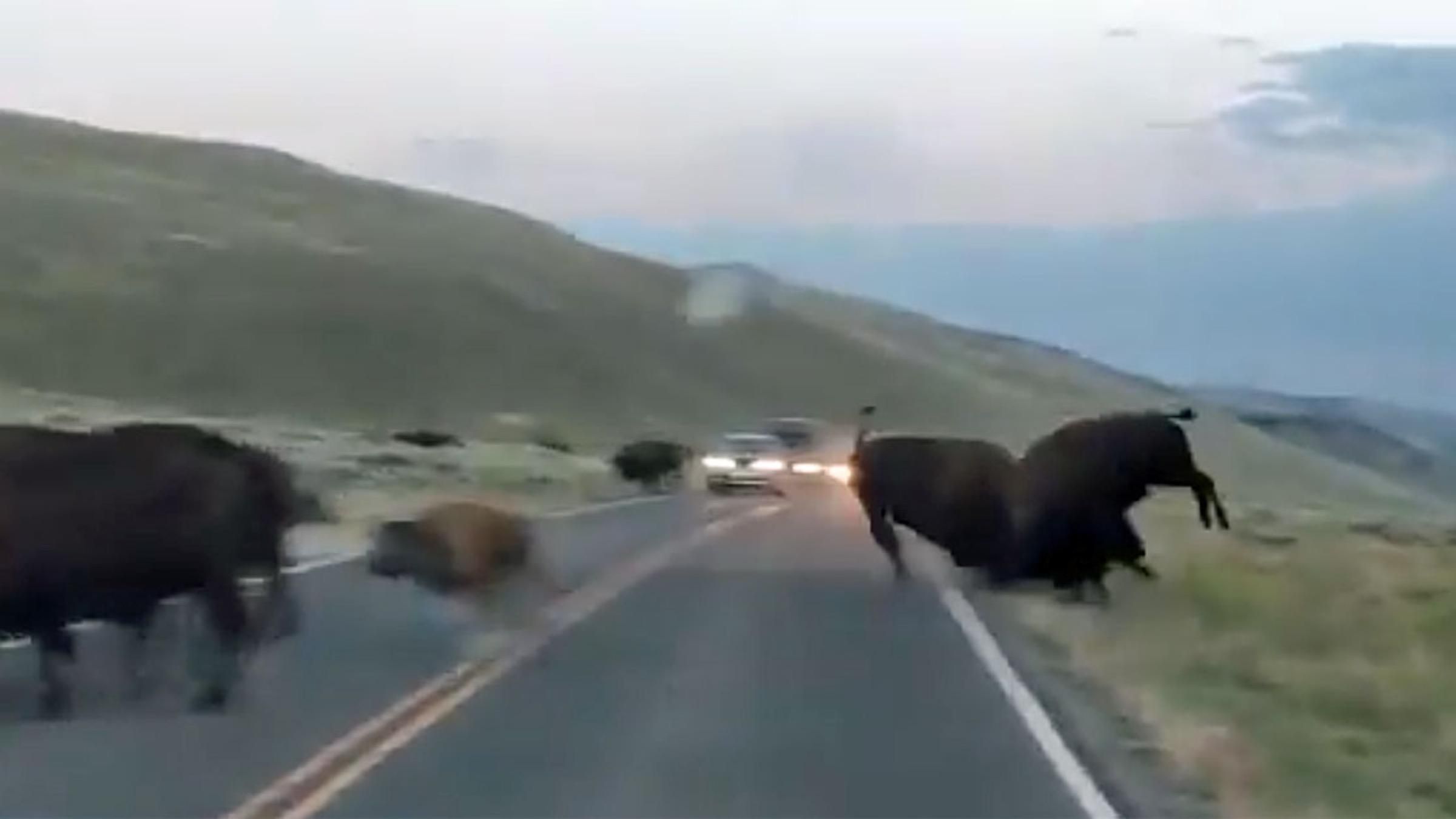 Водители стали свидетелями драки бизонов на дороге: впечатляющее видео - Pets