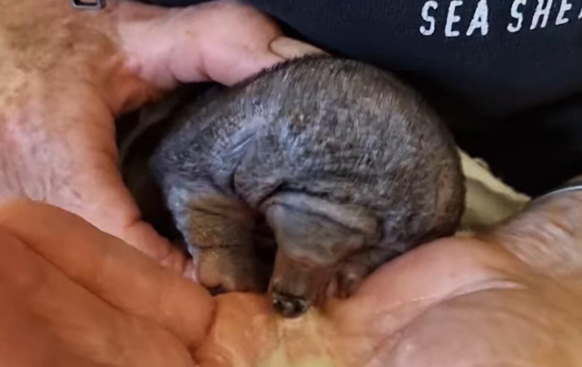 Очень необычный способ: на видео показали, как ест детеныш ехидны - Pets Очень необычный способ: на видео показали, как ест детеныш ехидны - Pets