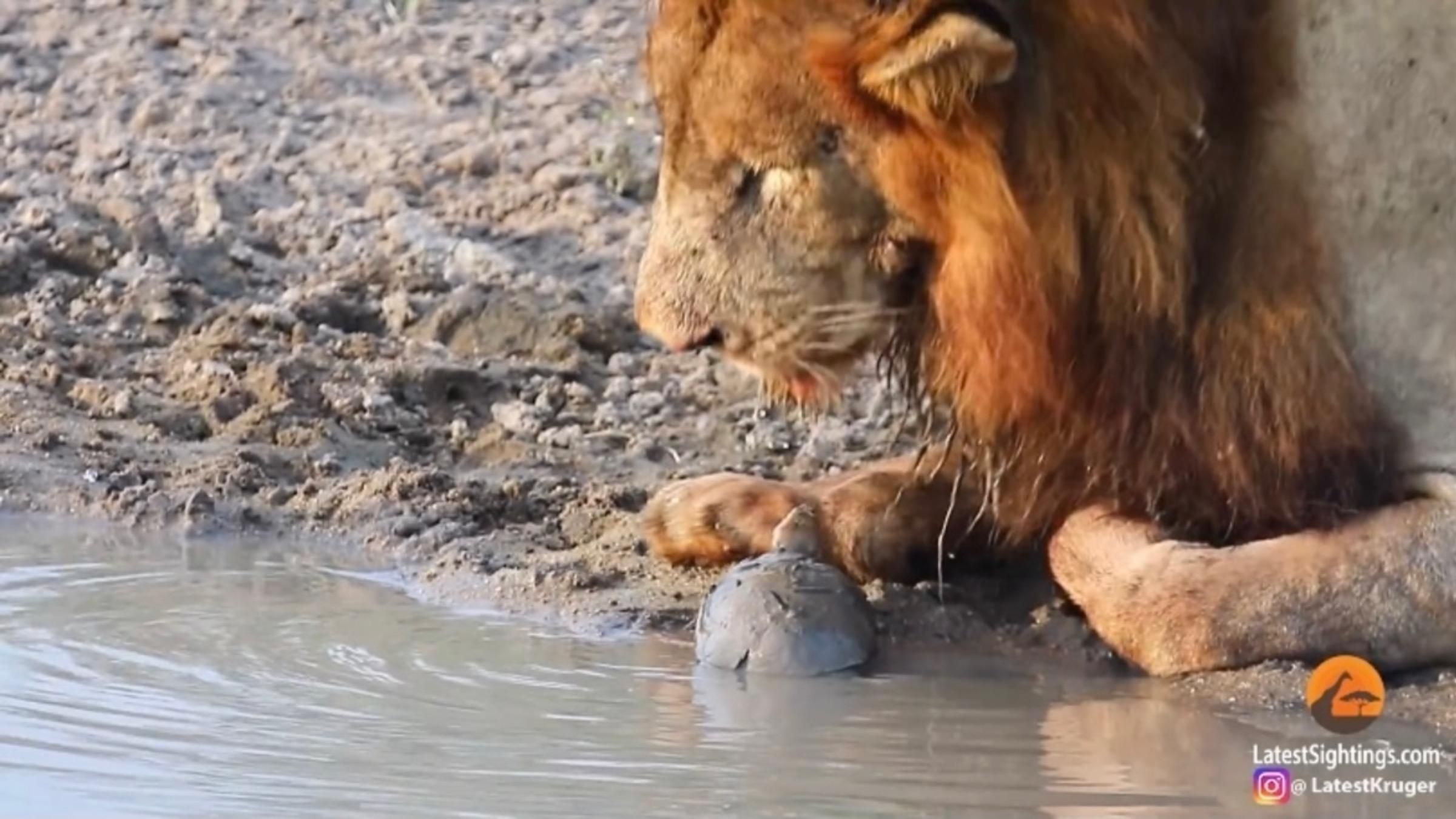 Як черепаха змогла прогнати левів з водопою: відео сміливого вчинку - Pets