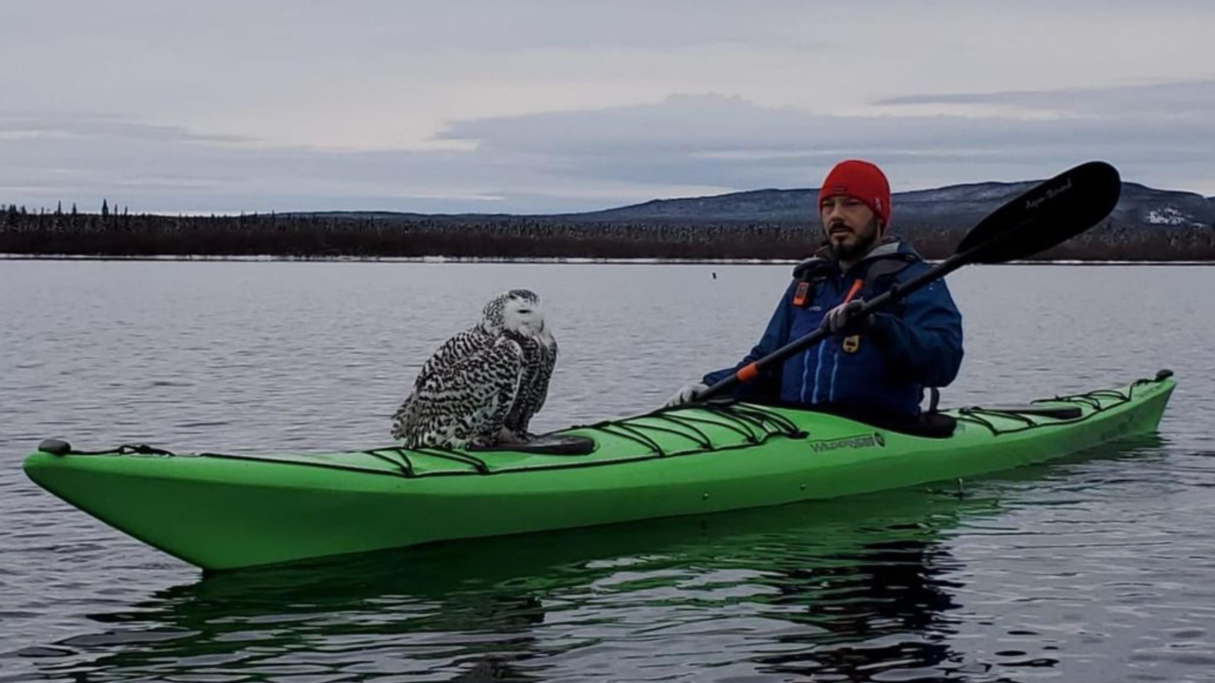 Вороны загнали сову в воду: как случайные туристы спасли птицу - Pets Вороны загнали сову в воду: как случайные туристы спасли птицу - Pets
