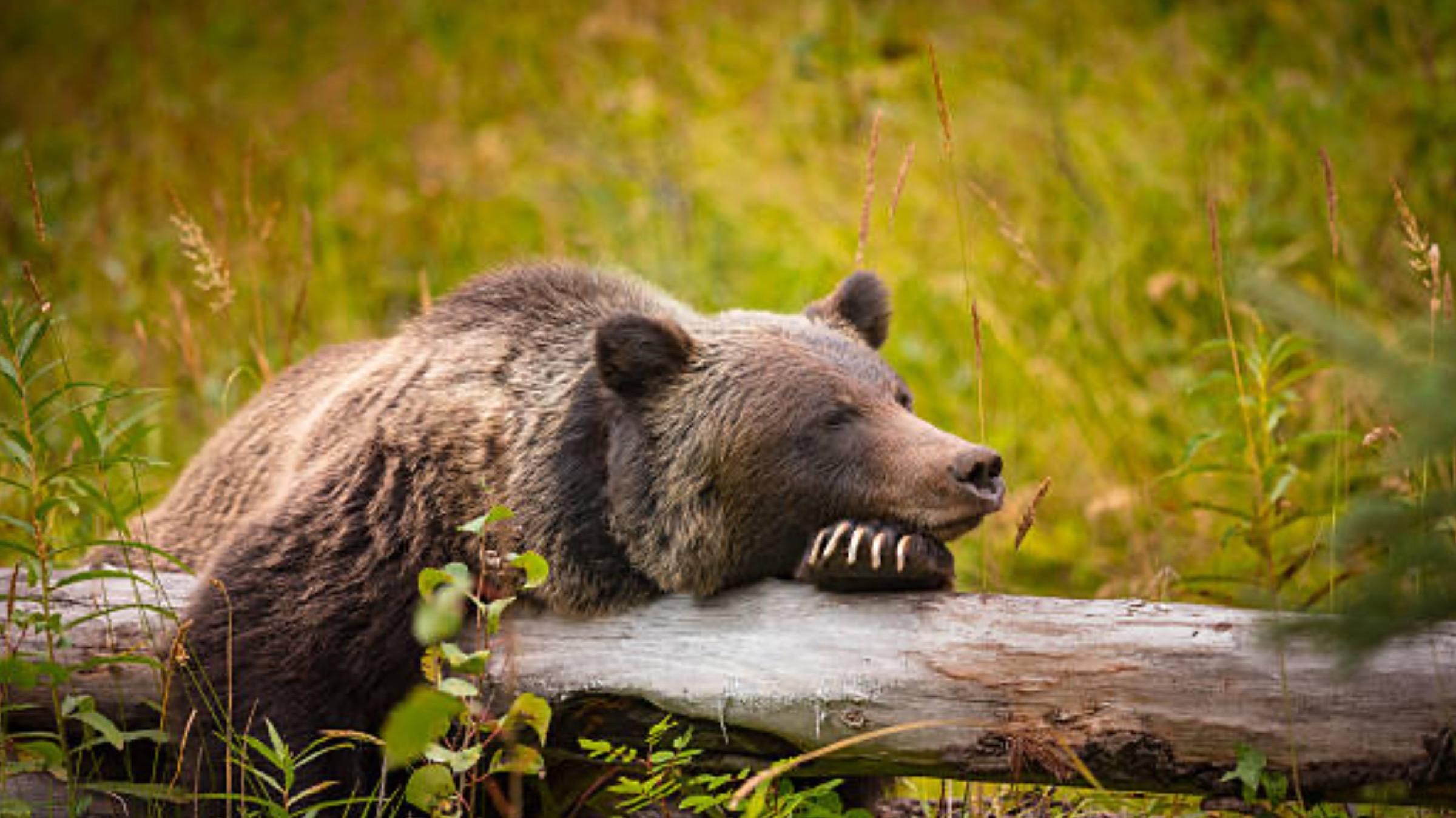 Вырыл нору и не обращал внимания на людей: медведь устроился в зимнюю спячку под жилым домом - Pets Вырыл нору и не обращал внимания на людей: медведь устроился в зимнюю спячку под жилым домом - Pets