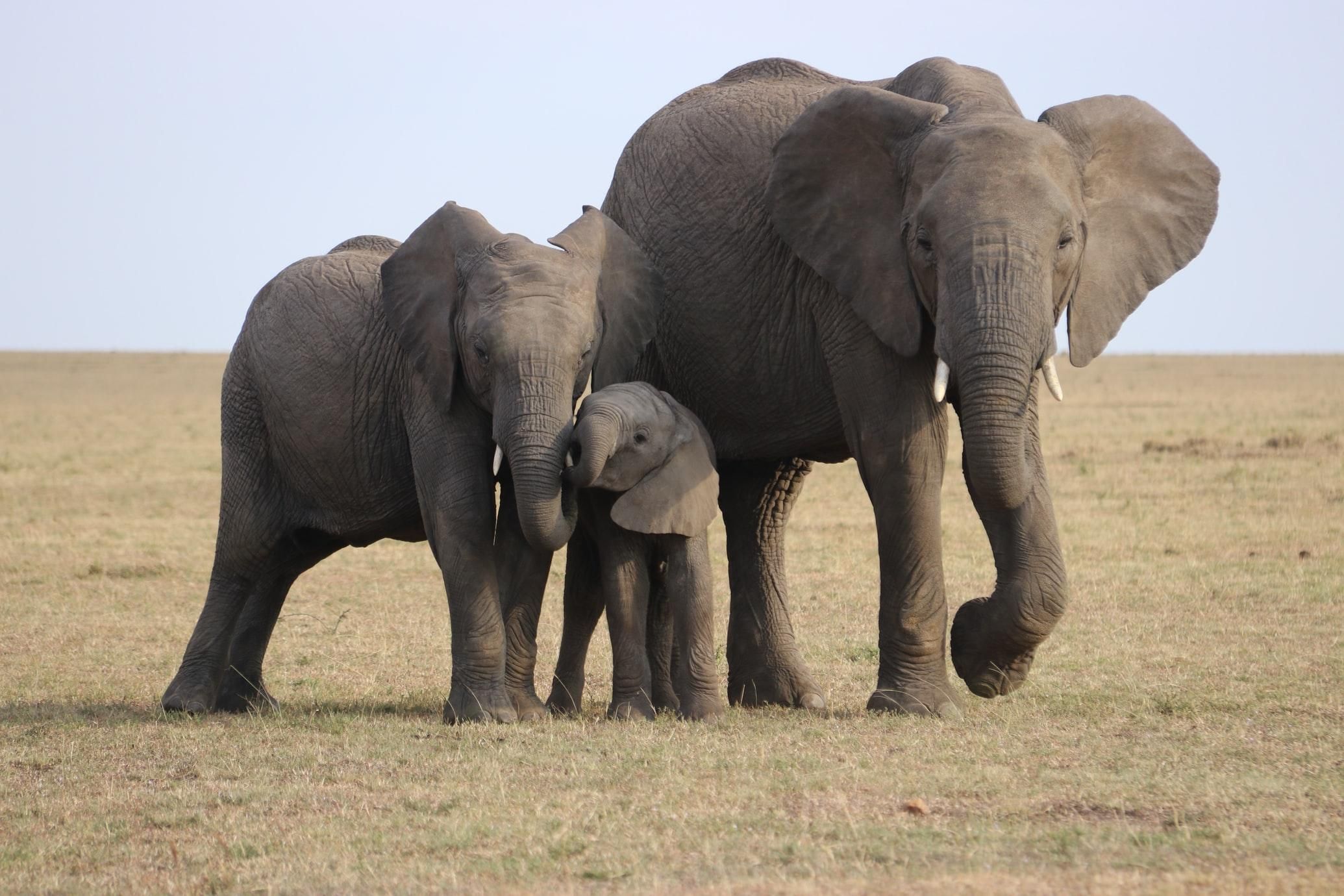 У слонов в Африке произошел бейби-бум: при чем здесь пандемия Covid-19 - Pets