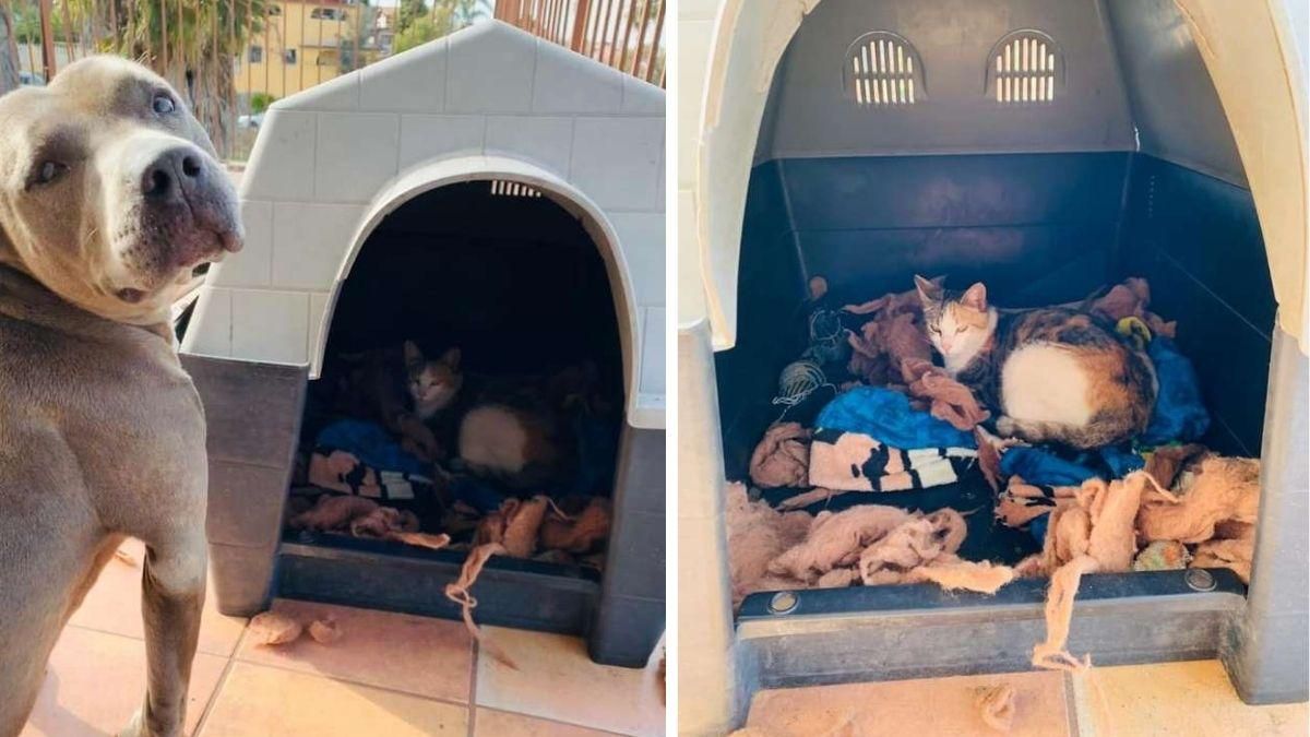 Грозный питбуль отдал свою будку беременной кошке: почему он так сделал - Pets