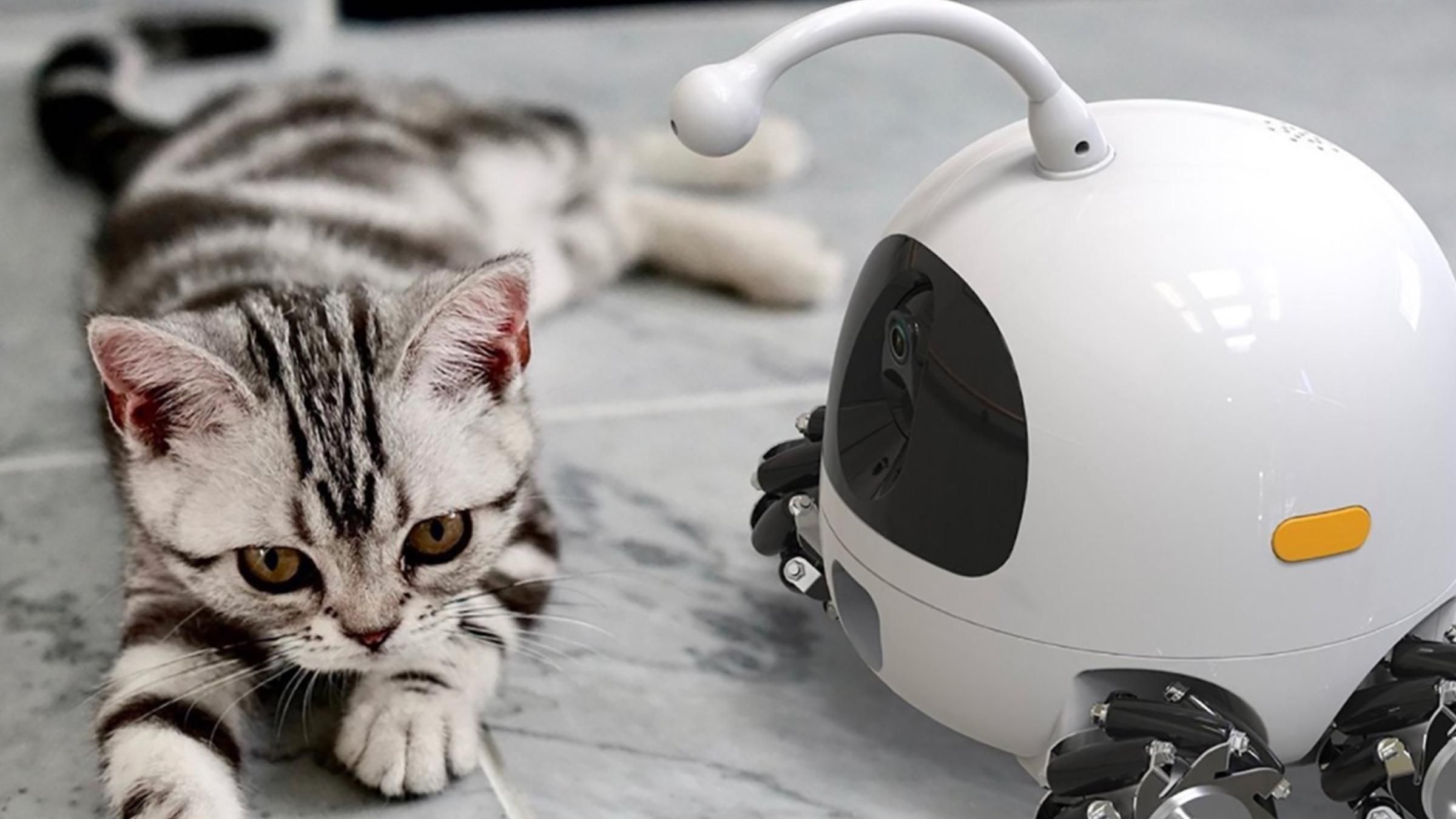 Робот для домашніх улюбленців: чим пристрій може допомогти господарю та чотирилапому - Pets