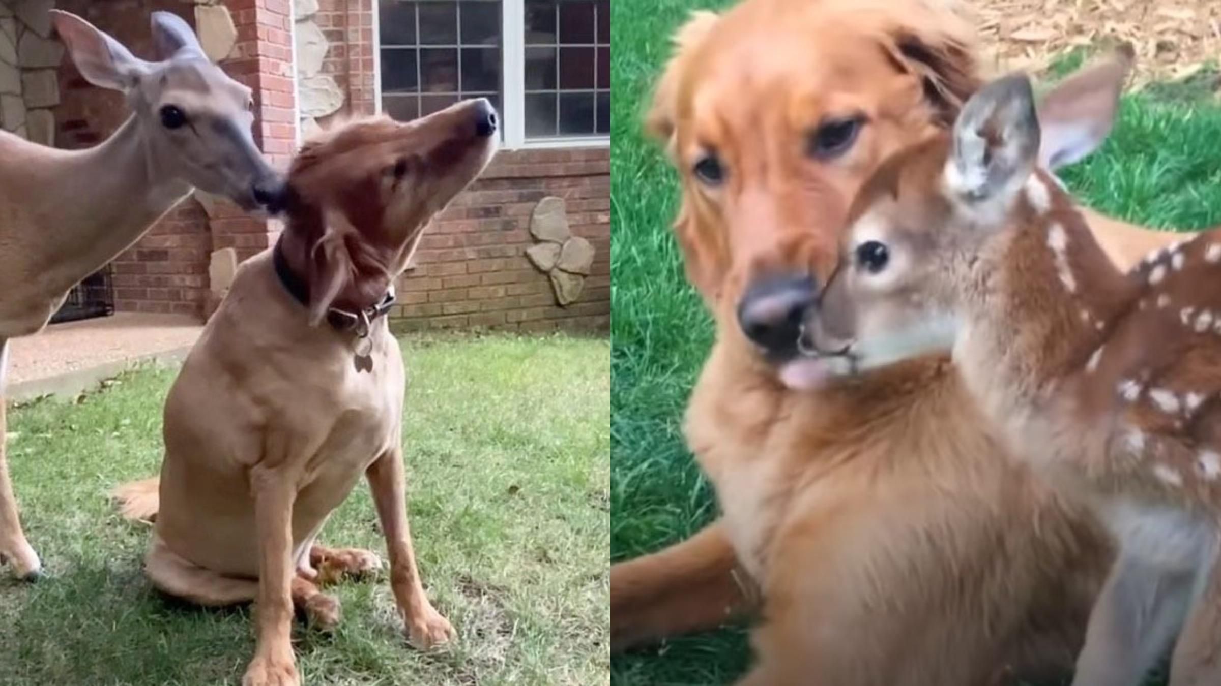 Дружба собаки и лани: как дикое животное спасли и вернули в лес - Pets Дружба собаки и лани: как дикое животное спасли и вернули в лес - Pets