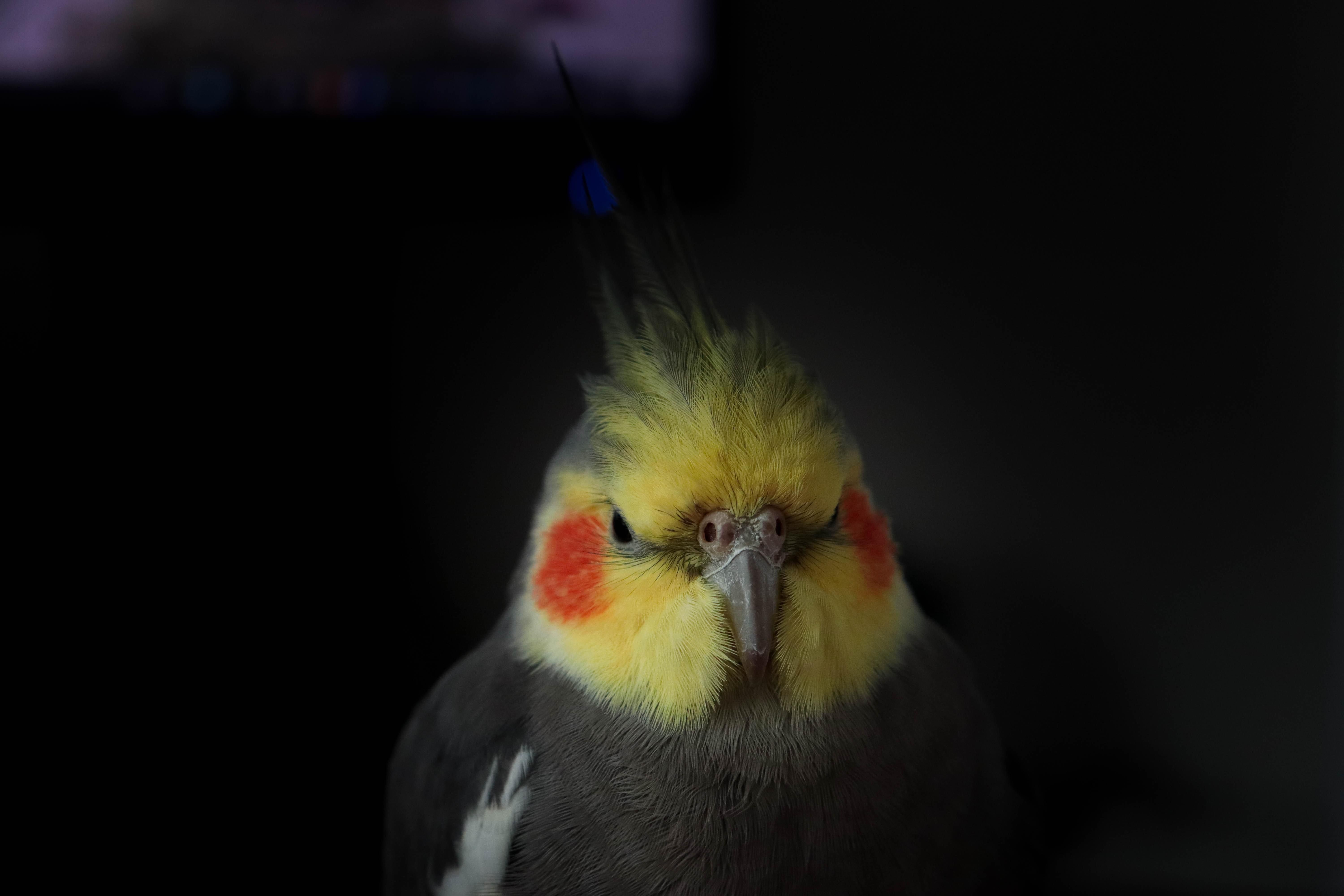Ревнивий папужка не хоче приймати хлопця своєї власниці: кумедні відео - Pets