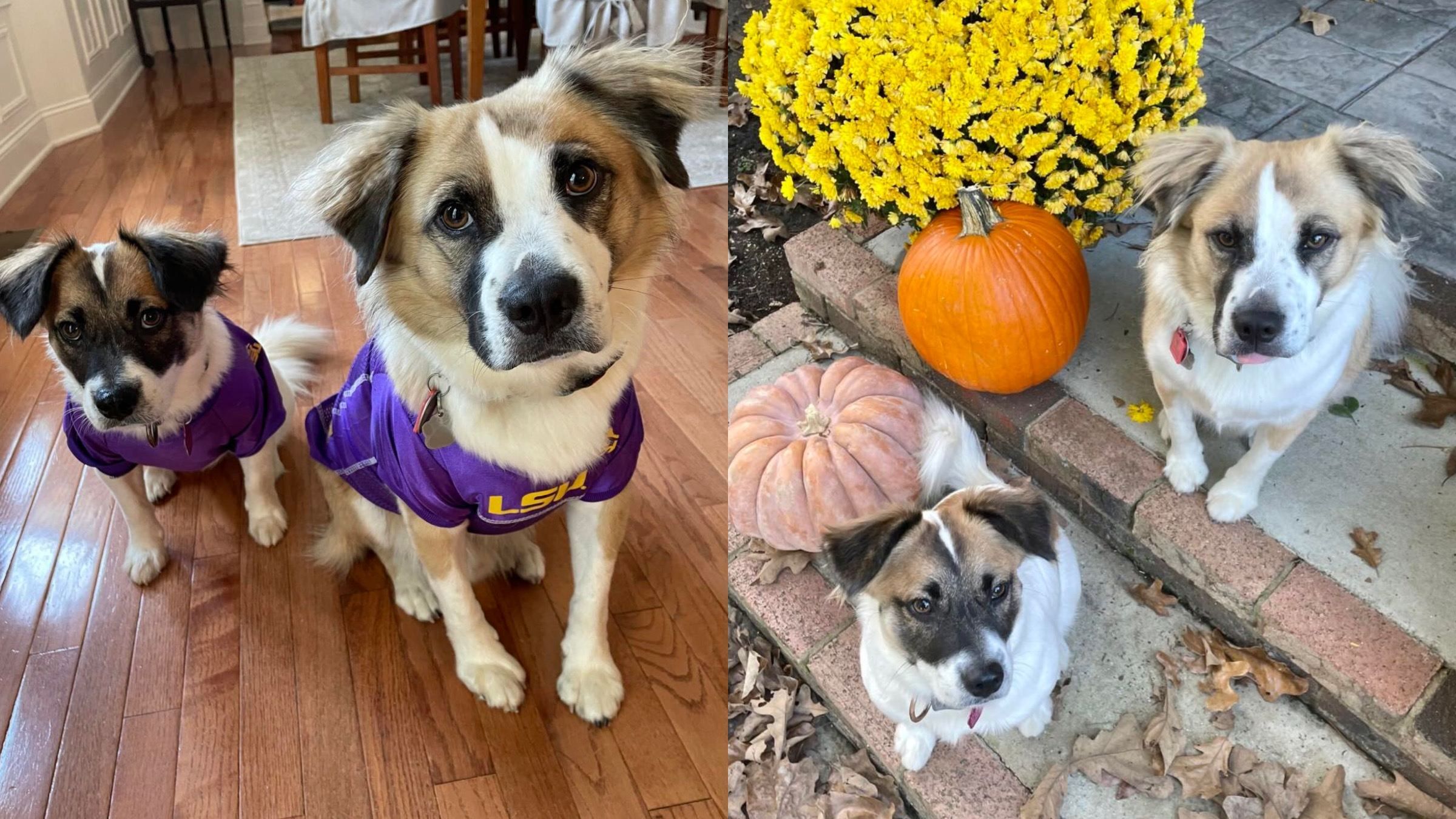 Господарі шукали друга для сліпого пса й випадково возз'єднали родину - Pets Господарі шукали друга для сліпого пса й випадково возз'єднали родину - Pets