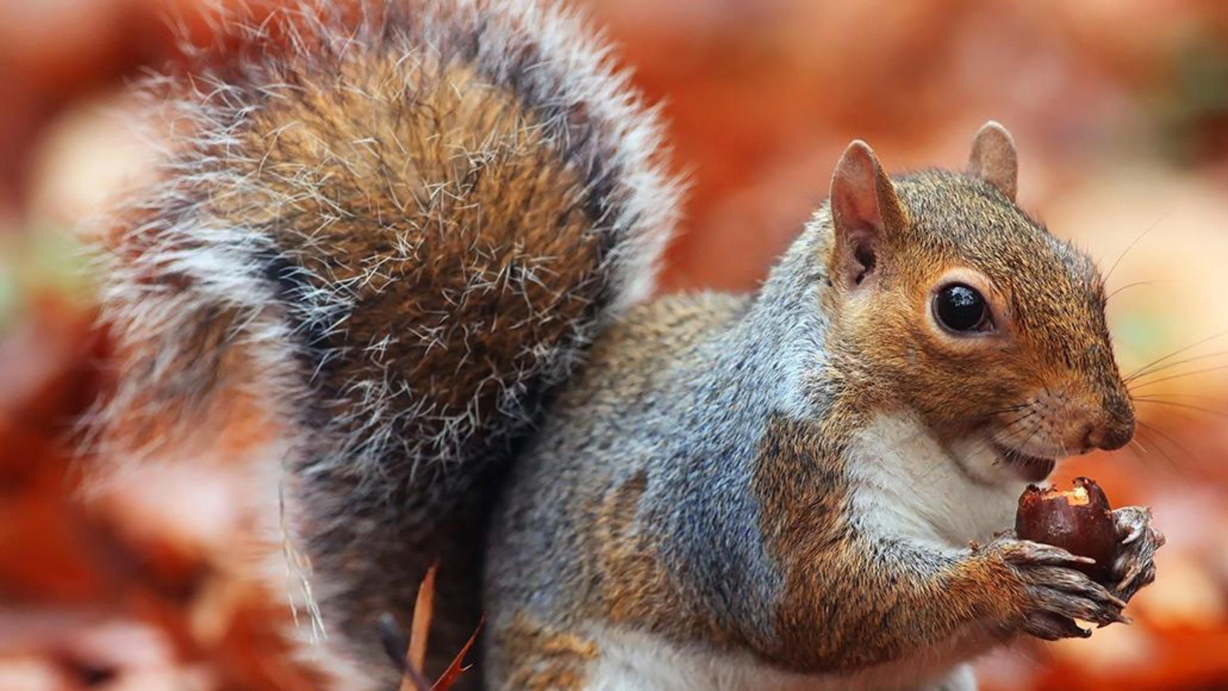 Прожорливая белка застряла в кормушке: как спасали грызуна - Pets Прожорливая белка застряла в кормушке: как спасали грызуна - Pets