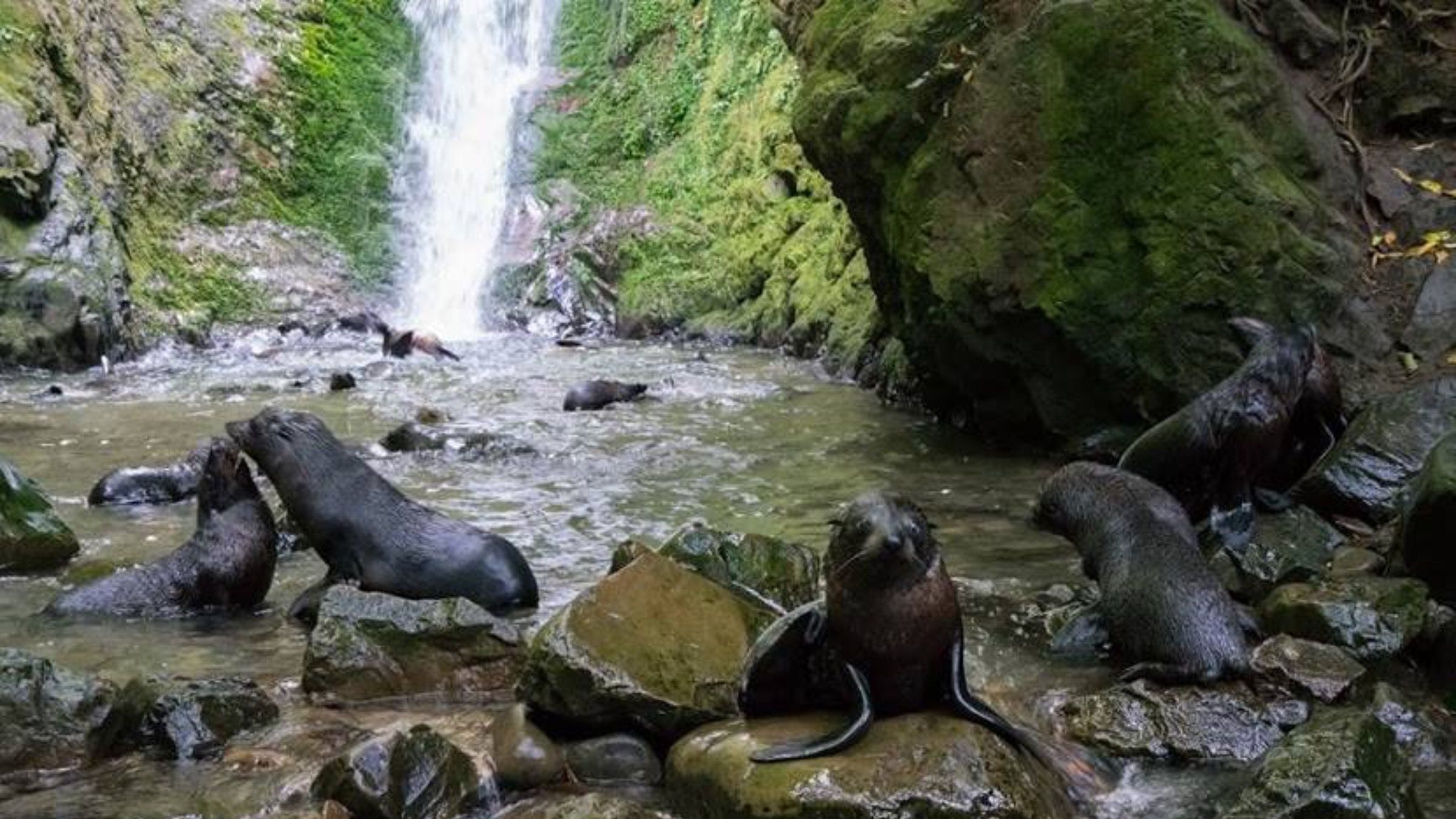 Живописный водопад превратился в ясли для морских котиков - Pets