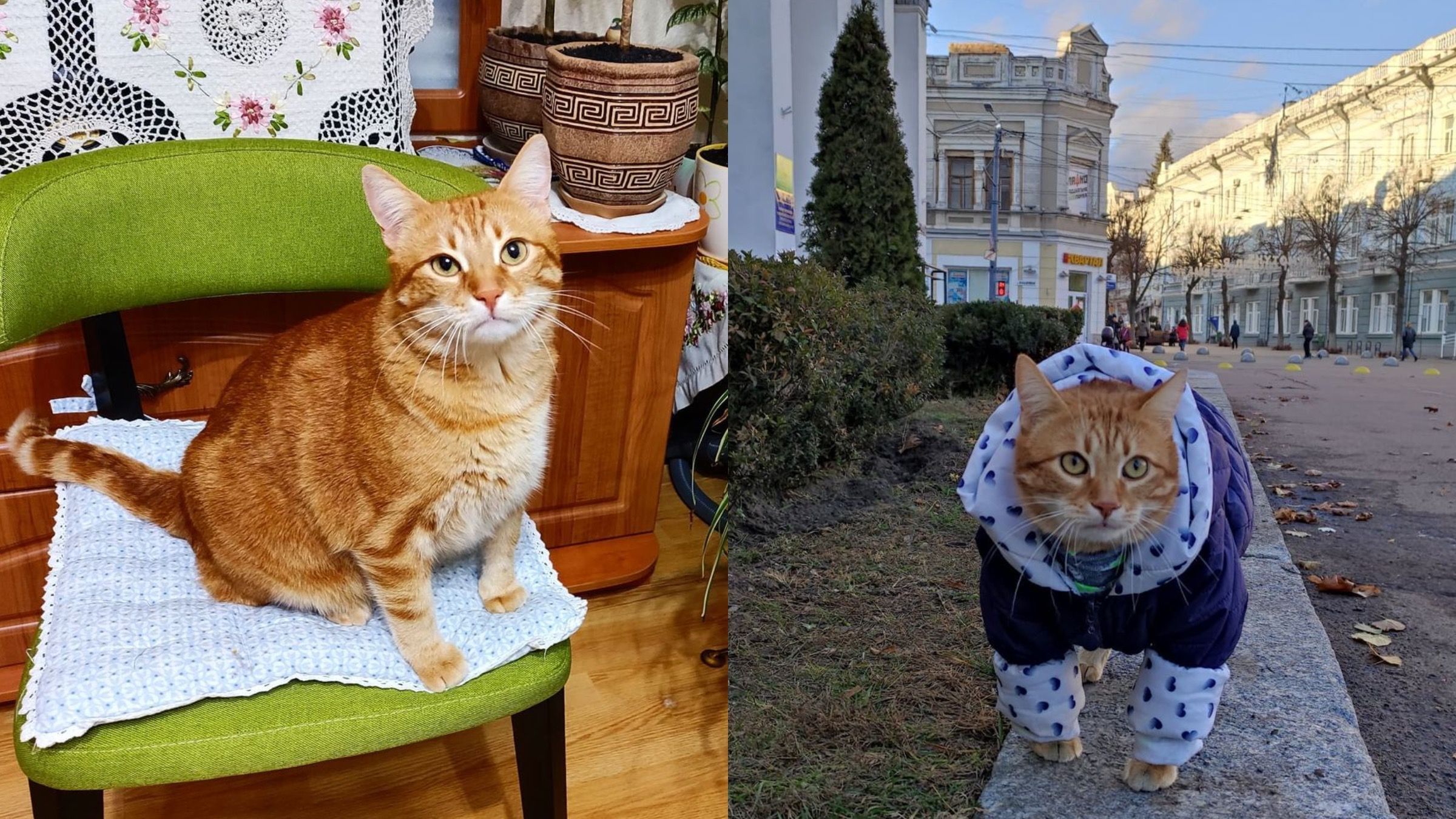 В Книгу рекордов Украины попал кот: какое достижение четырехлапого - Новости Житомира сегодня - Pets