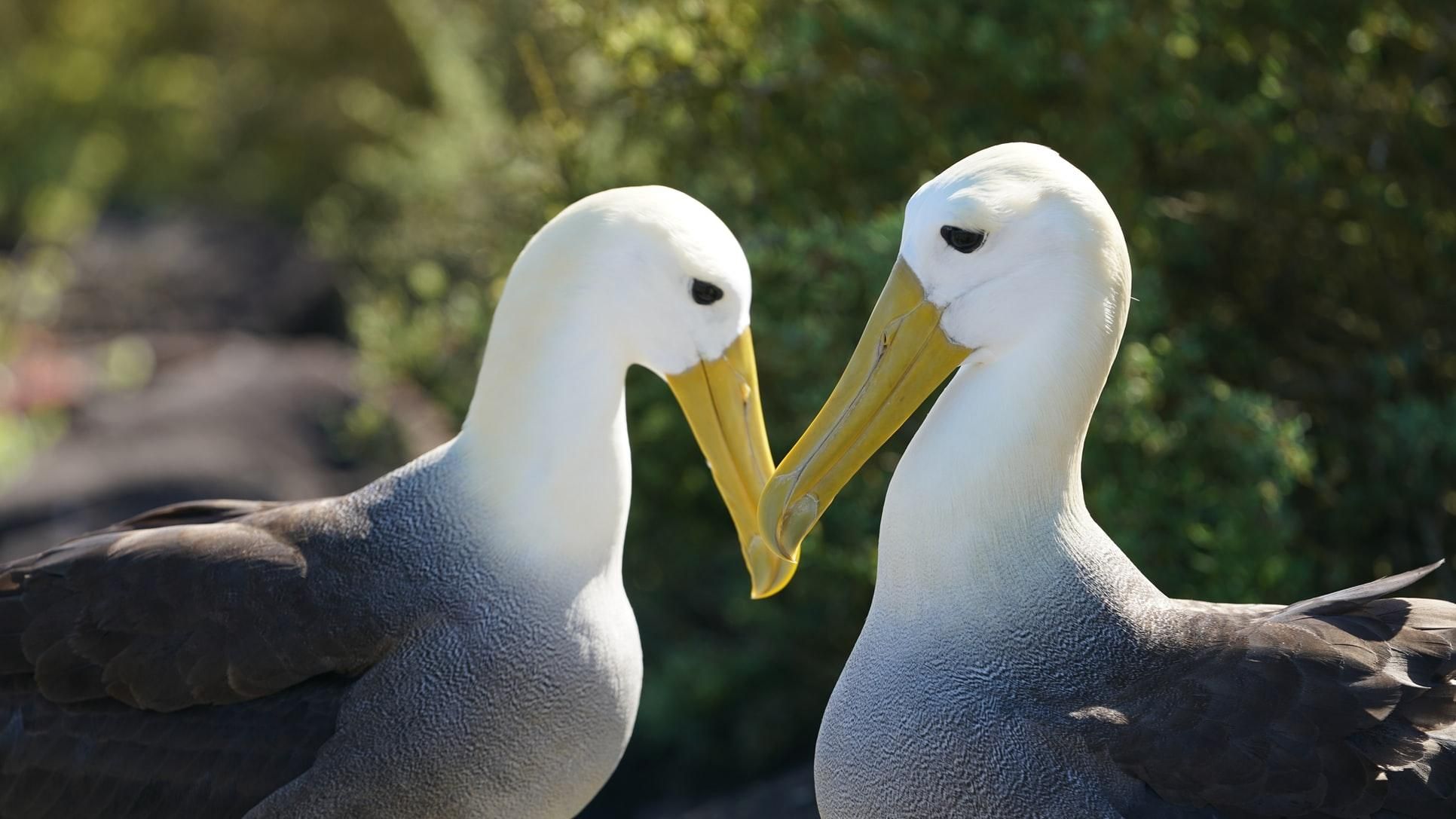 Среди альбатросов стало больше "разводов": почему винят изменение климата - Pets
