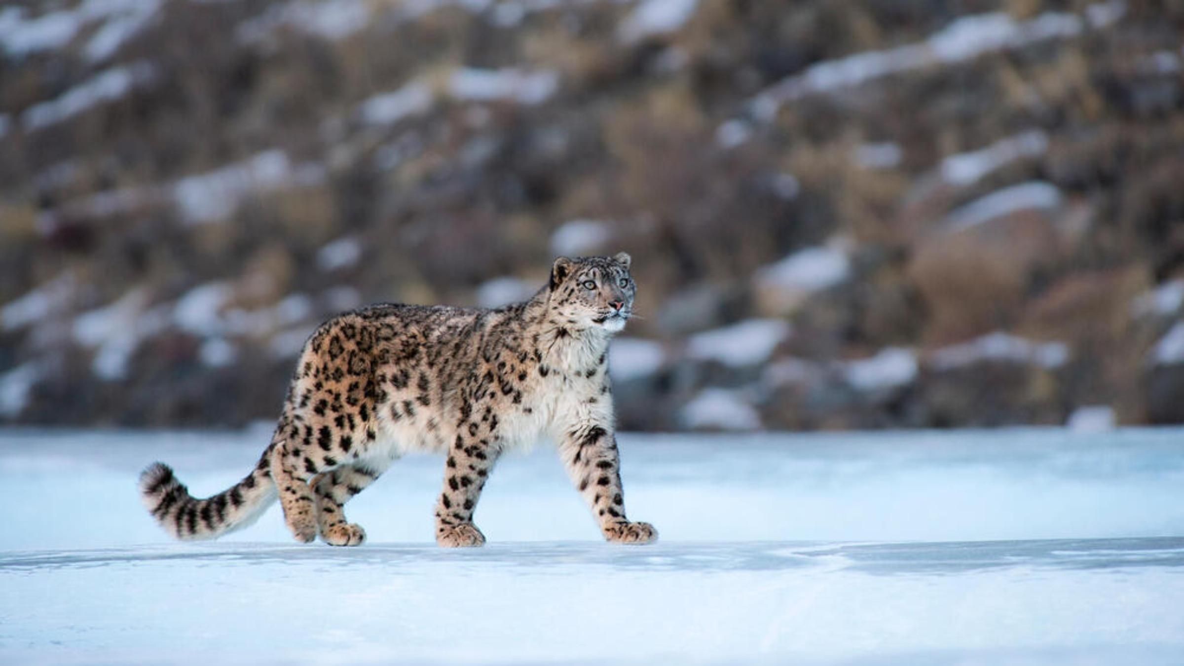Самый неуловимый хищник: фотограф предложил найти на кадре снежного барса - Pets