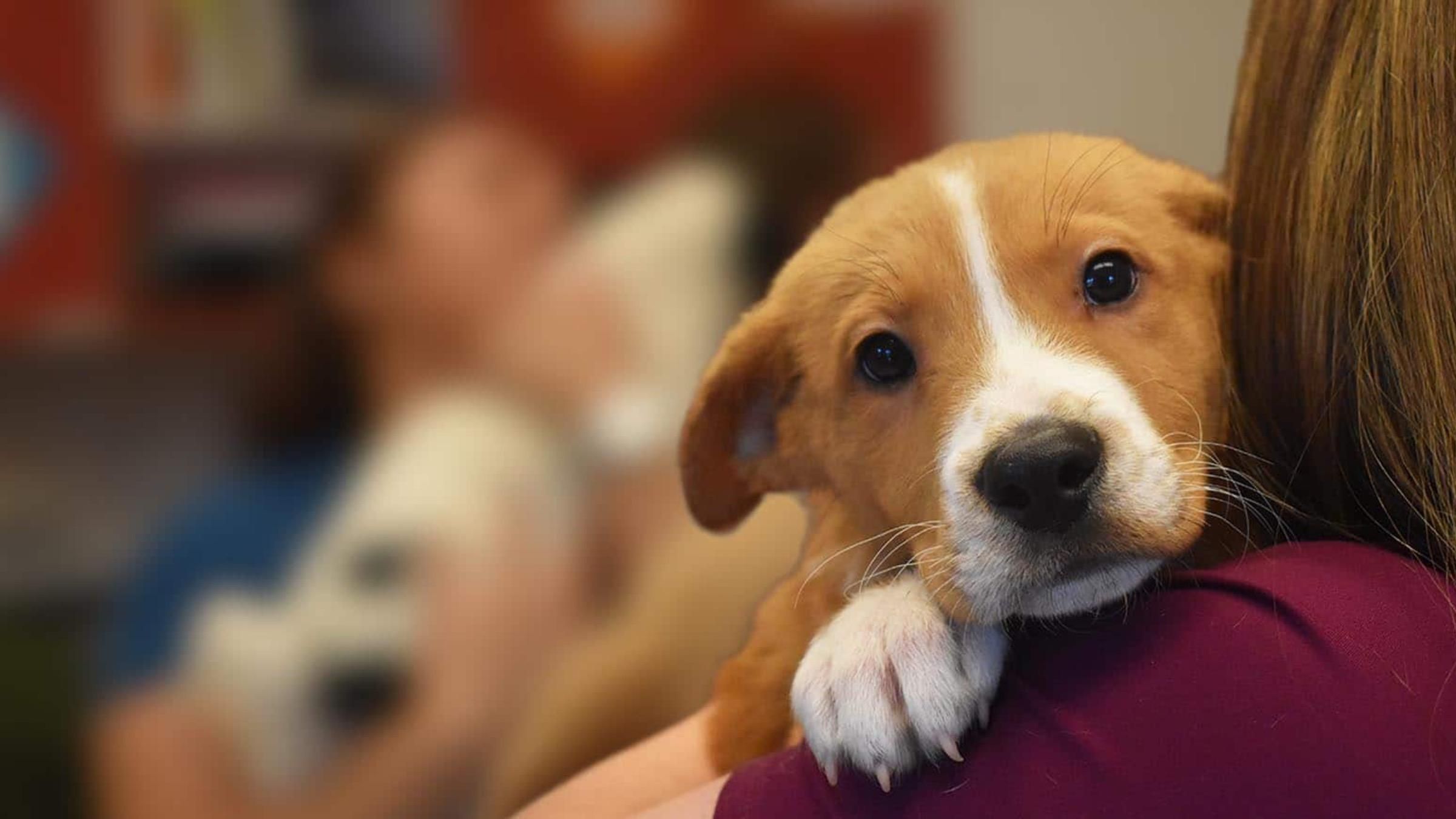 У Києві будують Центр захисту тварин: що передбачено в проєкті - Новини Києва сьогодні - Pets У Києві будують Центр захисту тварин: що передбачено в проєкті - Новини Києва сьогодні - Pets