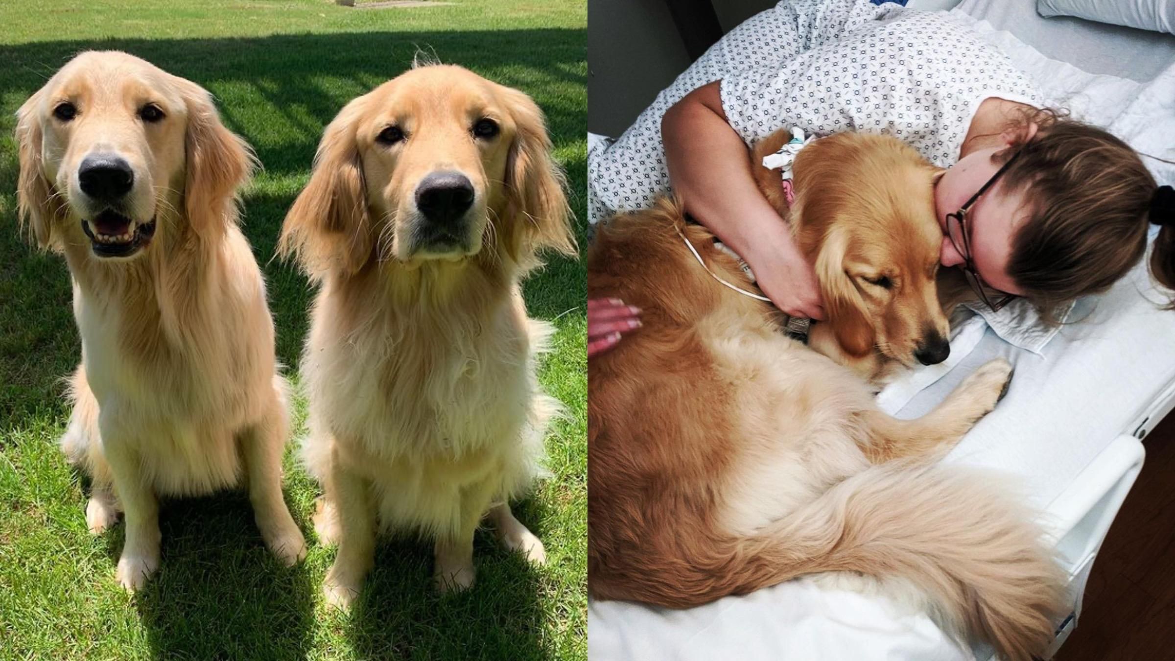 Как ретриверы помогают пациентам больниц быстрее выздороветь: фотодоказательство метода - Pets Как ретриверы помогают пациентам больниц быстрее выздороветь: фотодоказательство метода - Pets