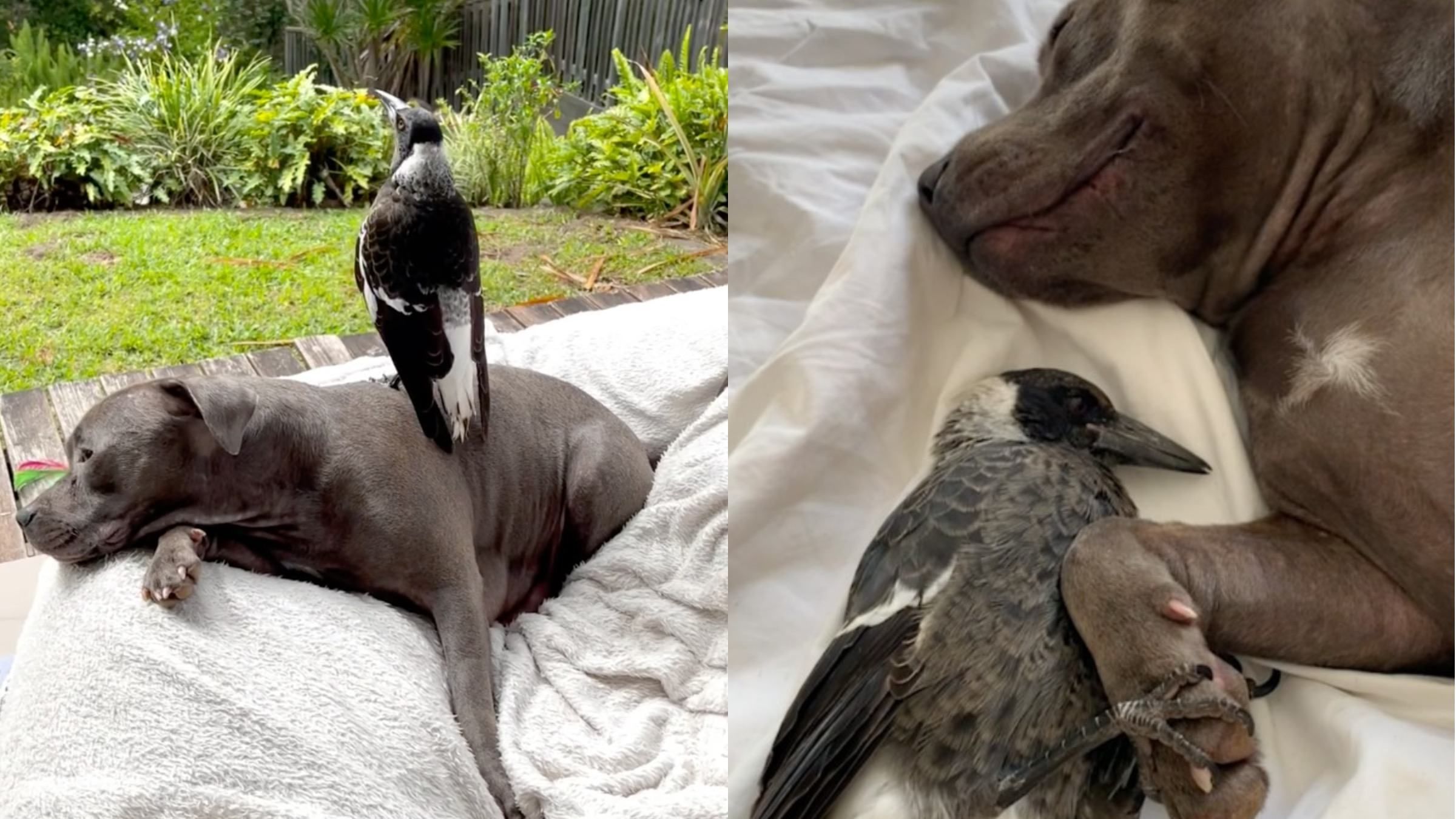 Пітбуль подружився із сорокою, яка випала з гнізда: відео дружби - Pets Пітбуль подружився із сорокою, яка випала з гнізда: відео дружби - Pets