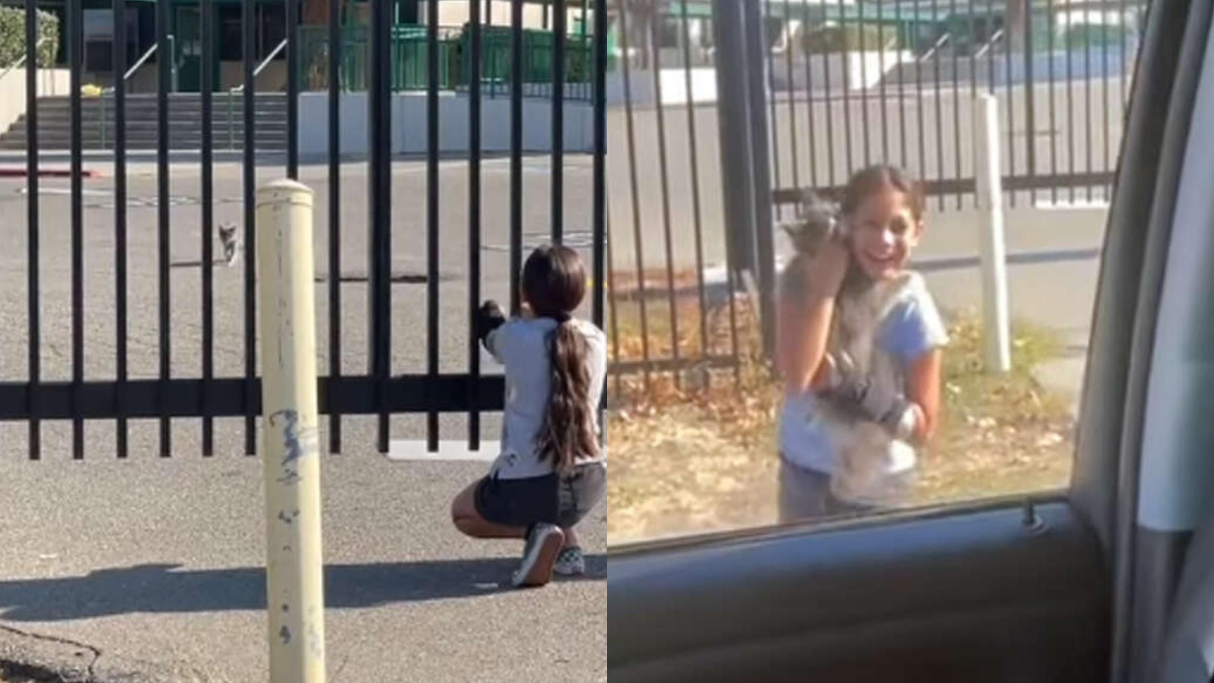 Потерянная кошка прибежала на голос маленькой хозяйки: видео воссоединения - Pets Потерянная кошка прибежала на голос маленькой хозяйки: видео воссоединения - Pets