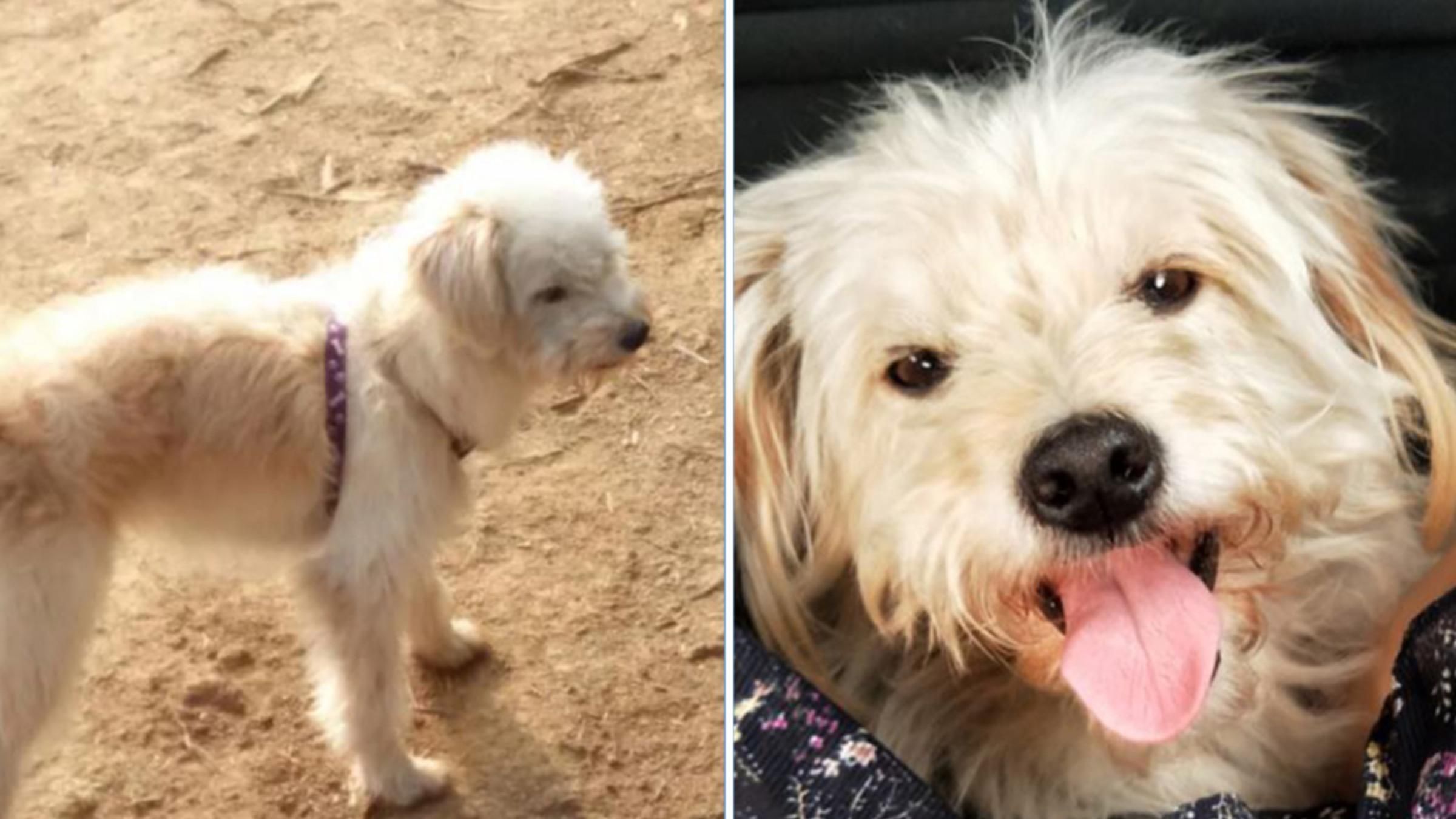 Пробежал более 60 километров, чтобы найти хозяев: собаку случайно забыли во время путешествия - Pets