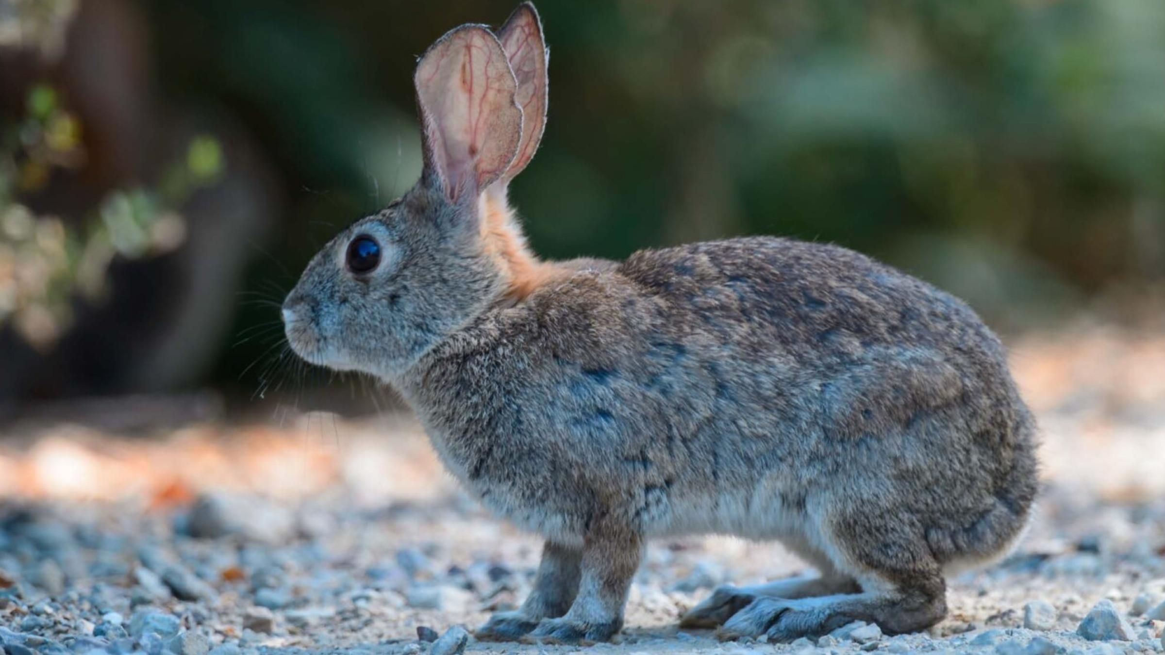 Порятунок покинутого кролика: навіщо дівчина провела 4 дні на морозі - Pets Порятунок покинутого кролика: навіщо дівчина провела 4 дні на морозі - Pets