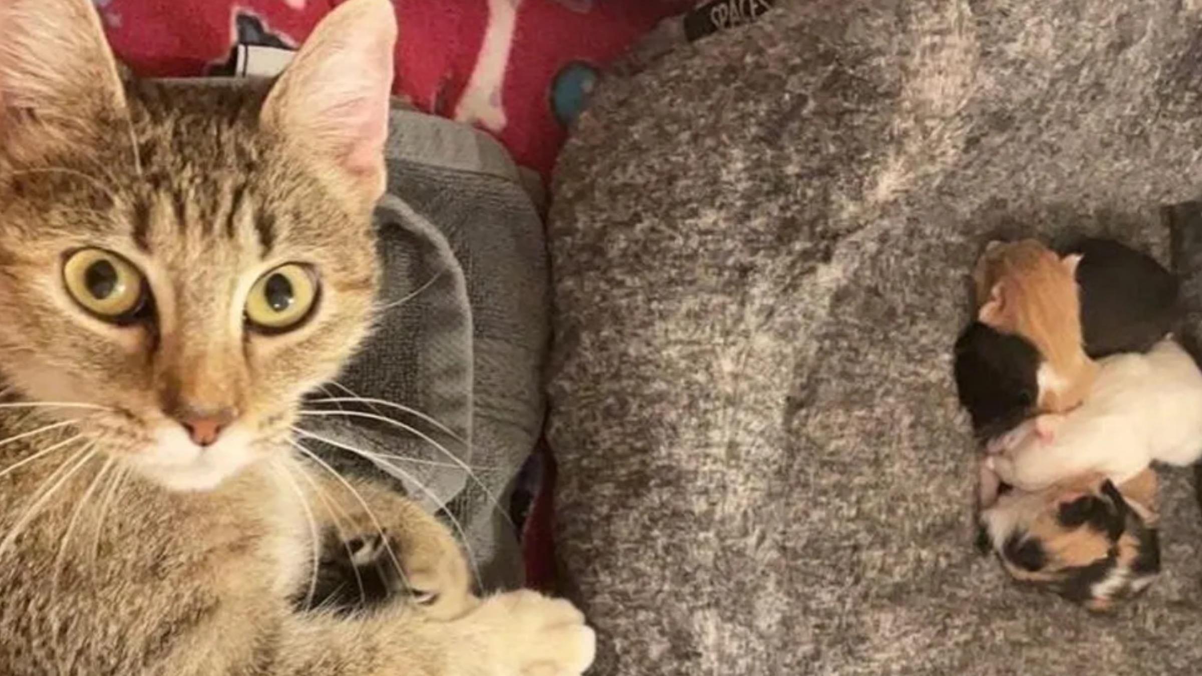 "Пожалуйста, помогите нам": женщина спасла беременную кошку, которую бросили хозяева - Pets