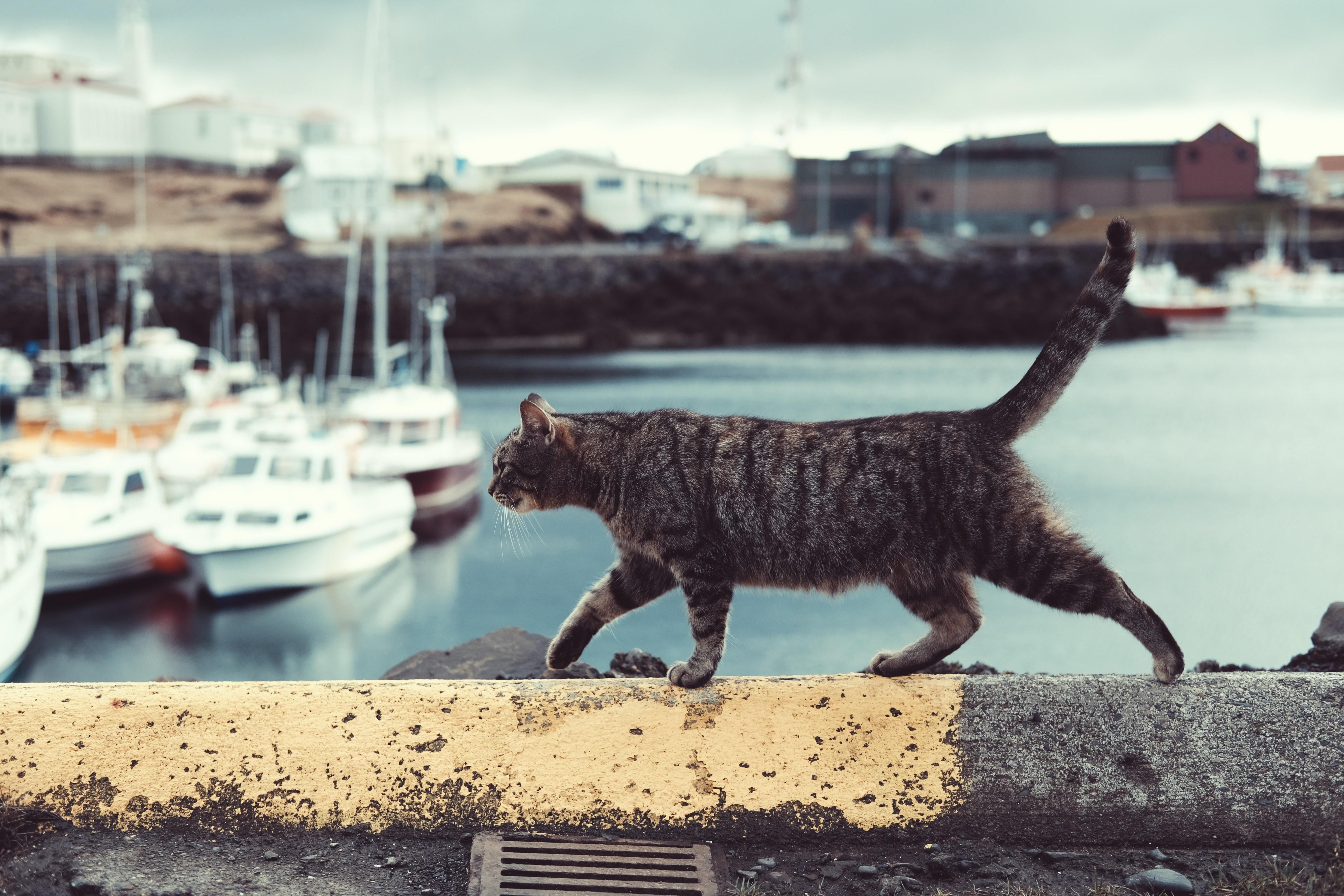 Котячий екшн: господар прикріпив камеру до нашийника свого кота, який гуляє вулицями - Pets