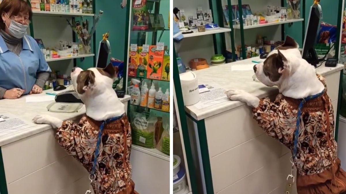 Ругал продавщицу, чтобы дала вкусненькое: забавный пес развеселил тикток - Pets