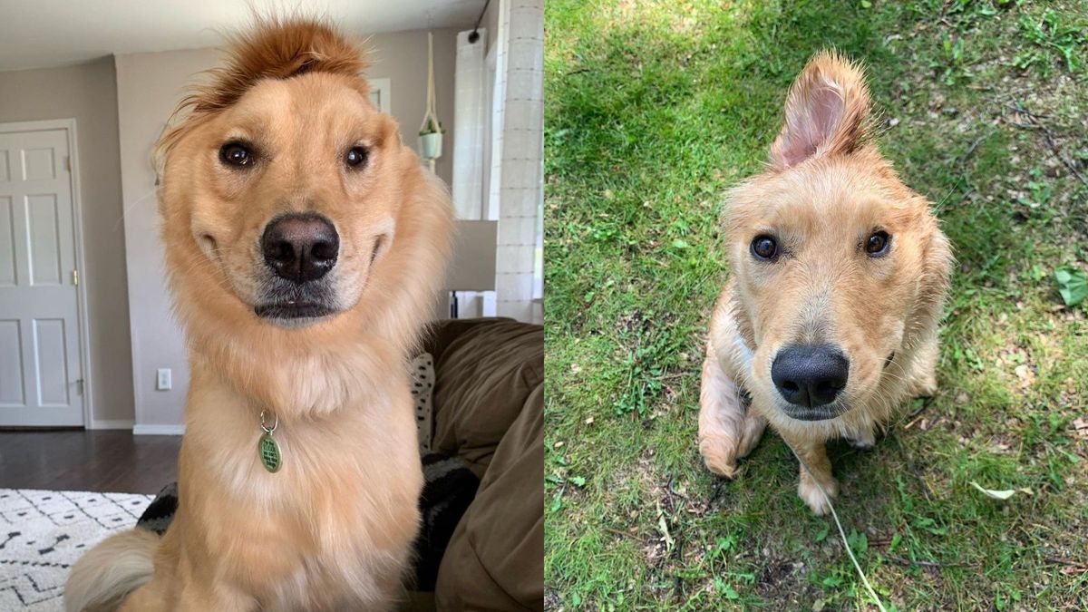 "Золотой единорог": пес с одним ухом стал звездой соцсетей - Pets