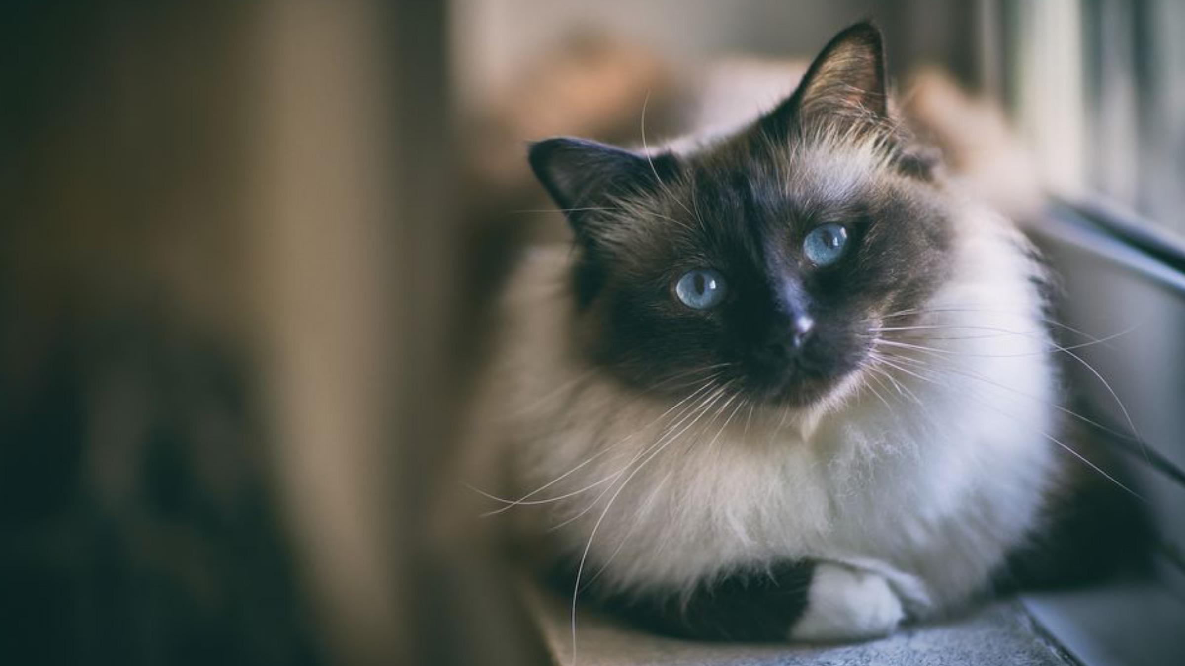 Разом грають та комунікують: які породи кішок легко уживаються з