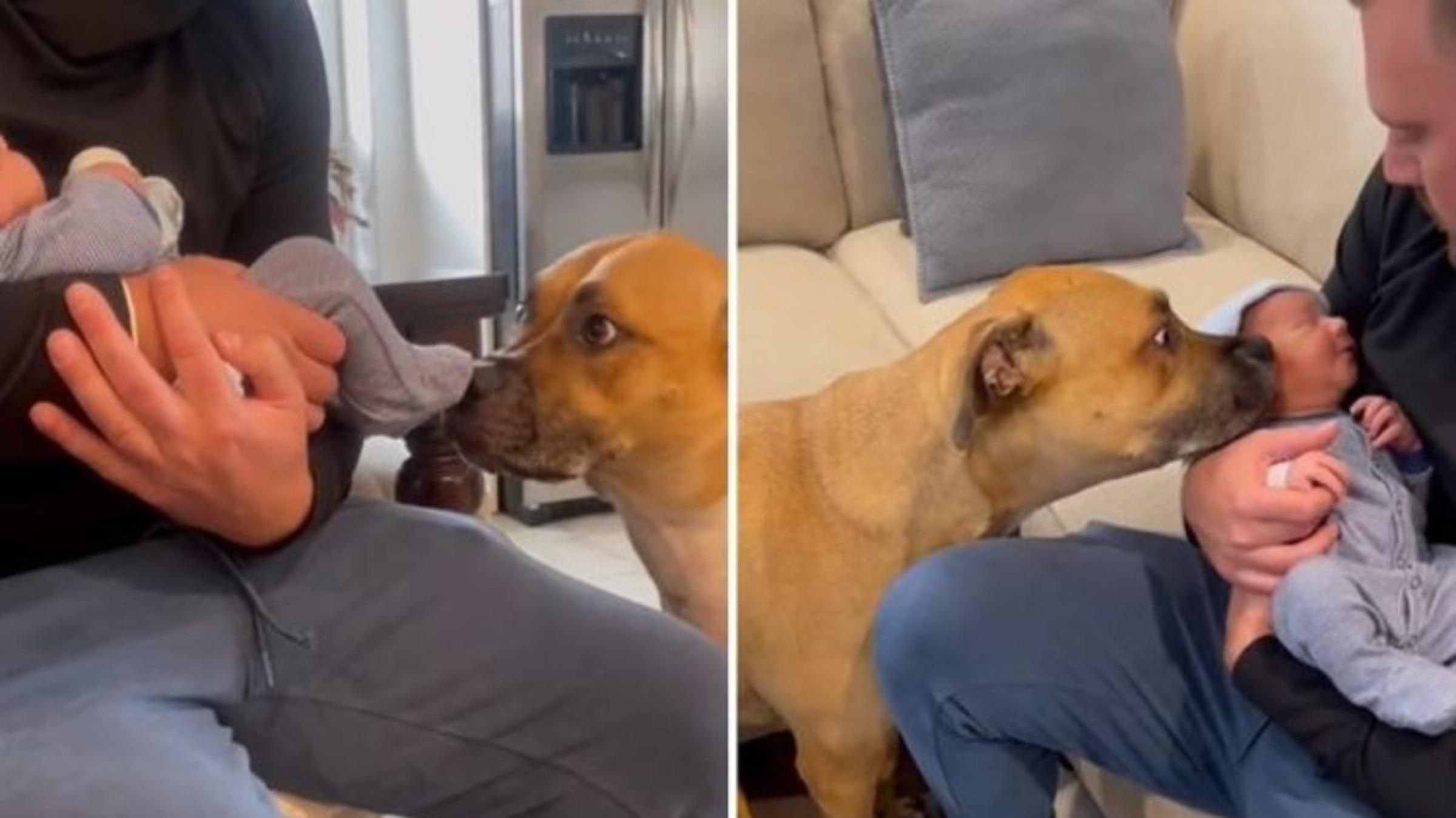 Знакомство собаки с новорожденным малышом: видео реакции четырехлапого - Pets Знакомство собаки с новорожденным малышом: видео реакции четырехлапого - Pets