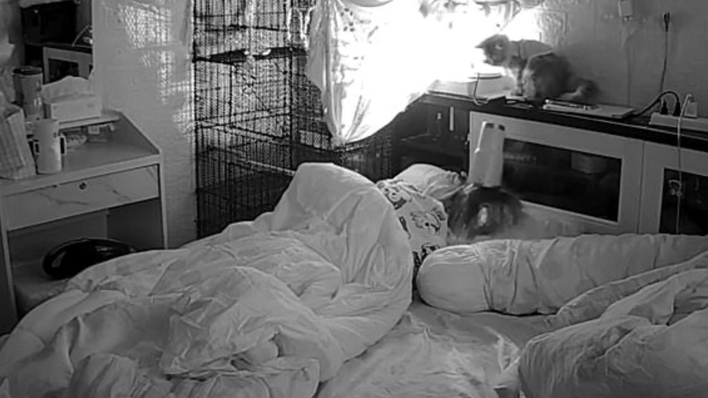 Неожиданный утренний душ: как смешно кот разбудил хозяйку - Pets Неожиданный утренний душ: как смешно кот разбудил хозяйку - Pets