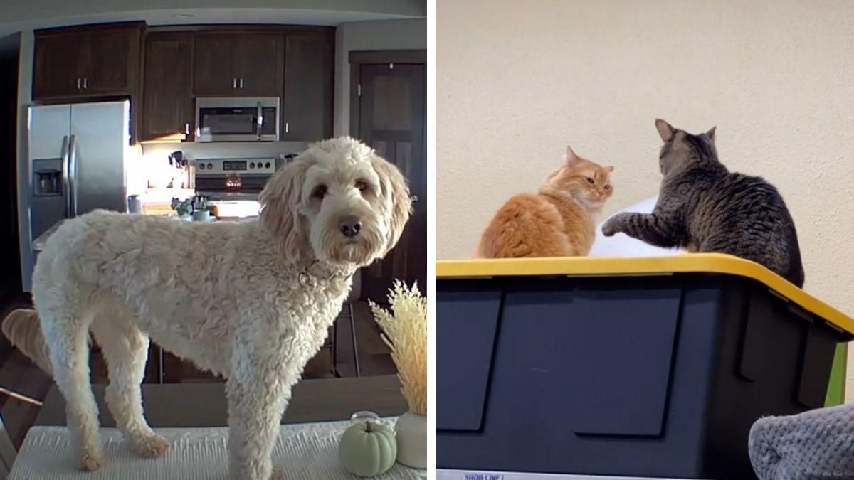 13 найкращих відео року з домашніми тваринами: рейтинг журналу Daily Paws - Pets 13 найкращих відео року з домашніми тваринами: рейтинг журналу Daily Paws - Pets