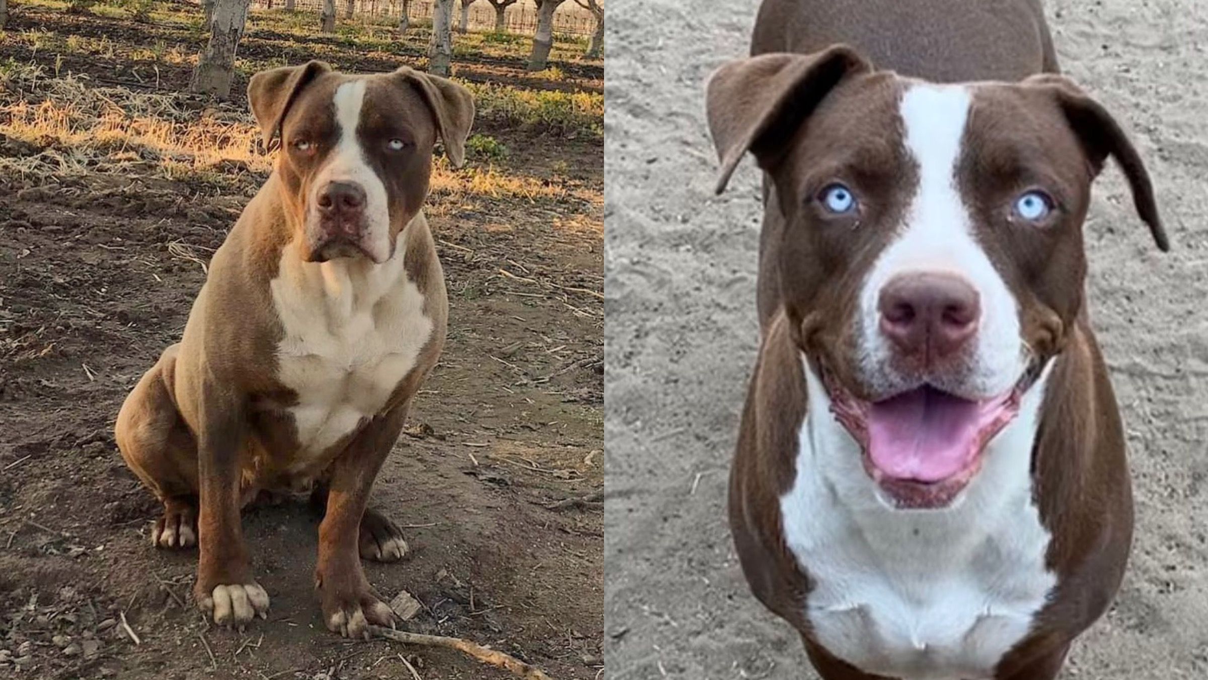 Найскладніший випадок: як після зради господаря собаку вчили довіряти людям - Pets Найскладніший випадок: як після зради господаря собаку вчили довіряти людям - Pets