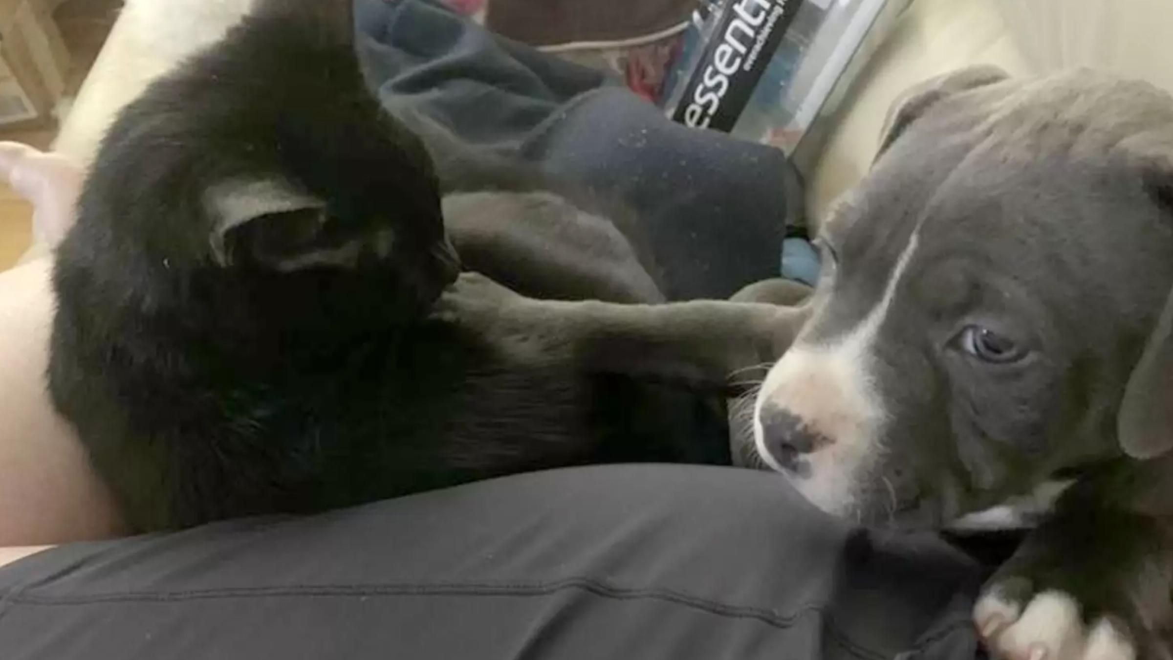 Пес жил с котами и научился мурлыкать: видео новой привычки - Pets Пес жил с котами и научился мурлыкать: видео новой привычки - Pets