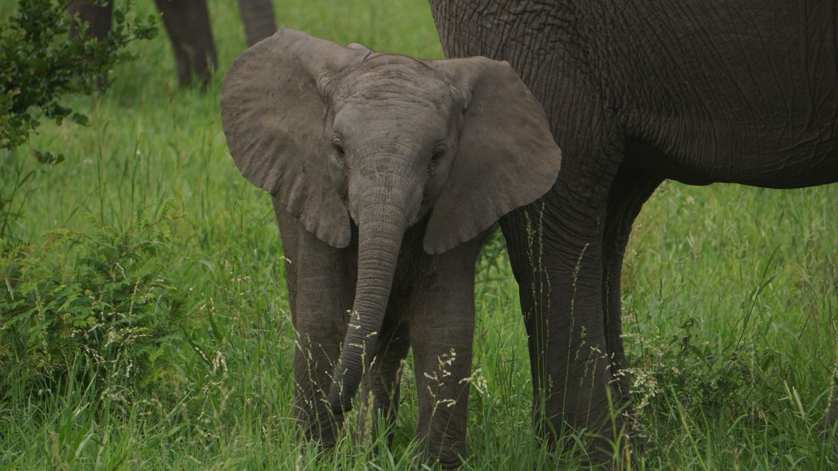 Слоненок заводит новых друзей: милое видео, как животное играет с собачкой