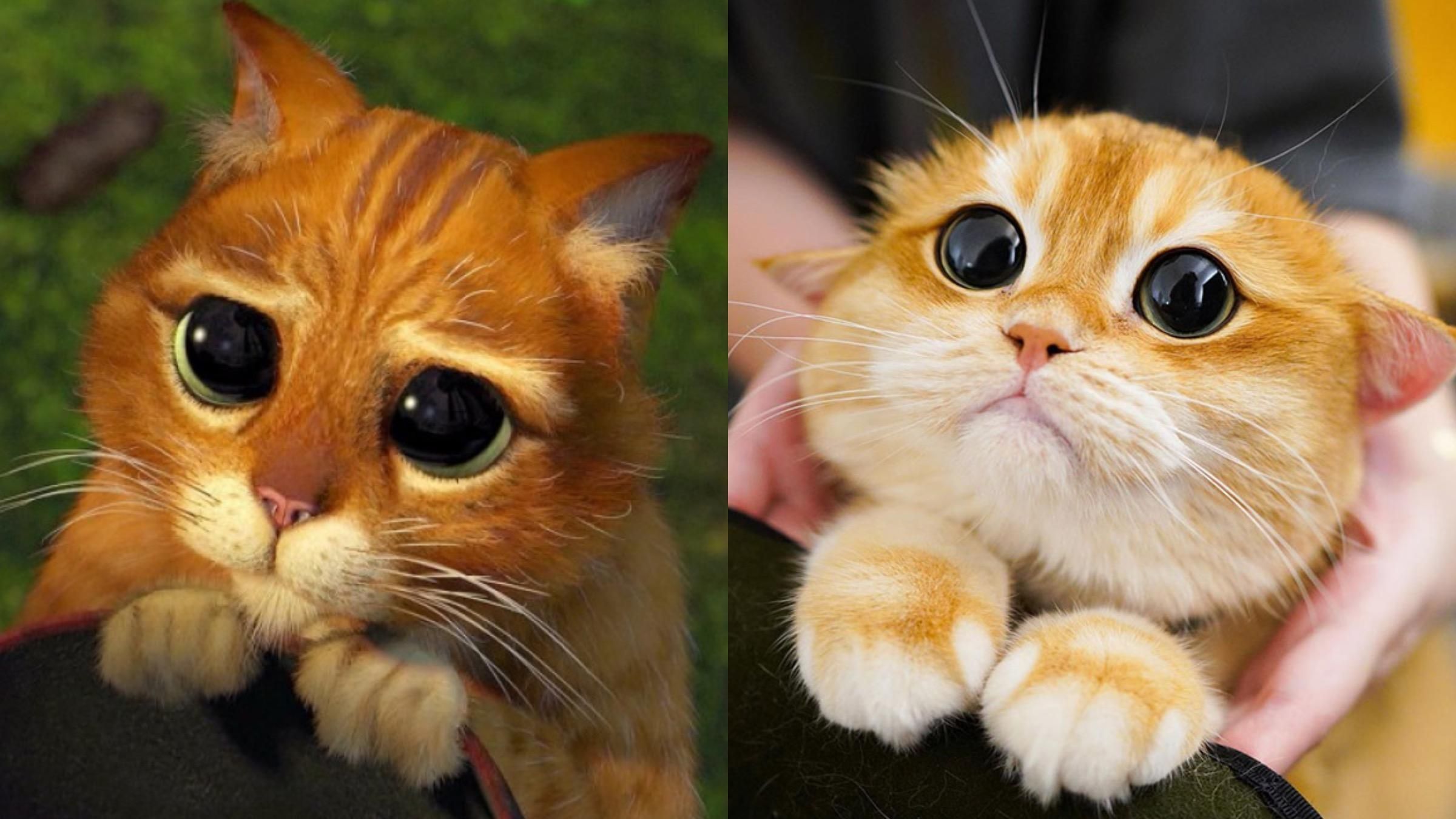 Реальный кот из "Шрека": в соцсетях нашли копию персонажа мультфильма - Pets