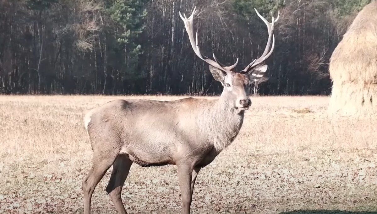 Стануть дикими за 2 тижні: навіщо на Буковині випустили на волю 9 оленів - Новини Чернівців сьогодні - Pets Стануть дикими за 2 тижні: навіщо на Буковині випустили на волю 9 оленів - Новини Чернівців сьогодні - Pets