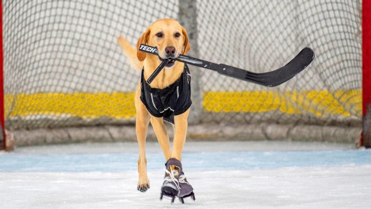 Собаку научили стоять на коньках и играть в хоккей: видео необычного таланта - Pets