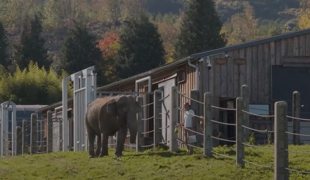 Врятували з цирків: у Франції відкрили унікальний "дім престарілих" для слонів - Pets