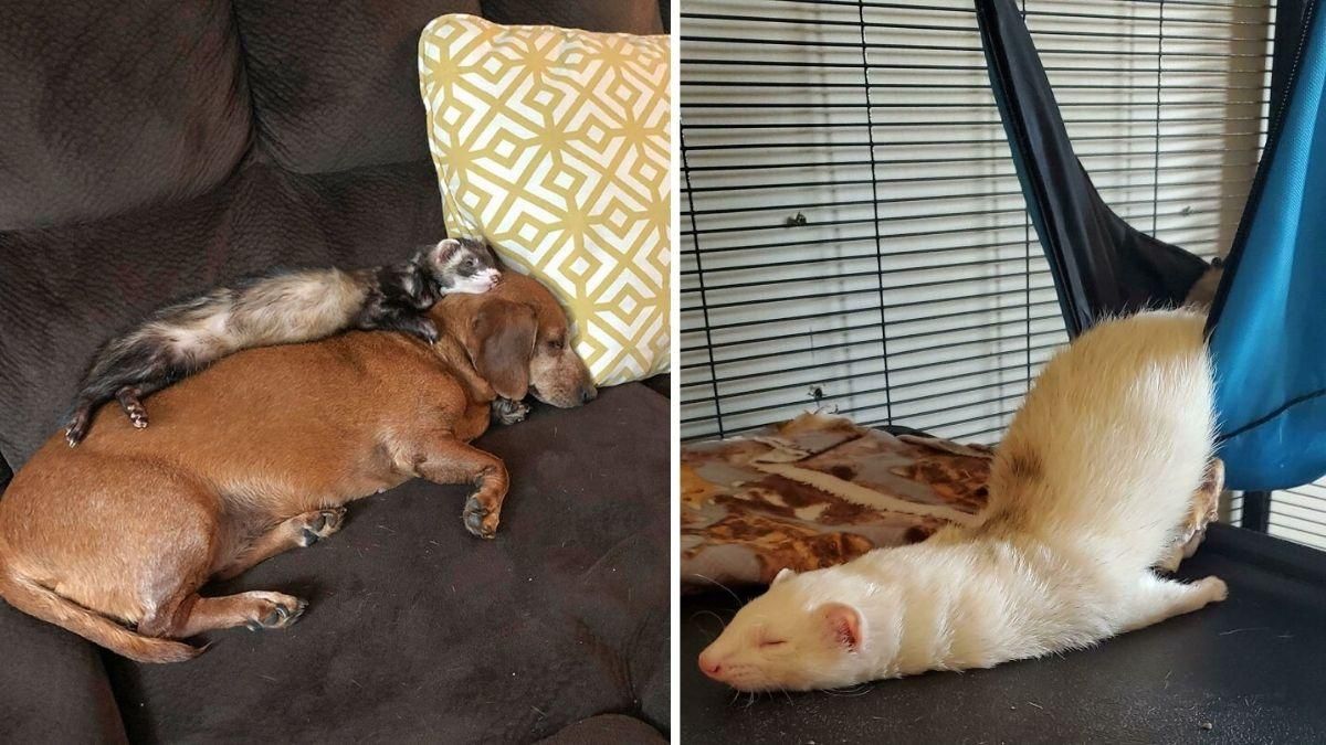 Довгі та кумедні: 20 дуже веселих фото з симпатичними тхорами - Pets Довгі та кумедні: 20 дуже веселих фото з симпатичними тхорами - Pets