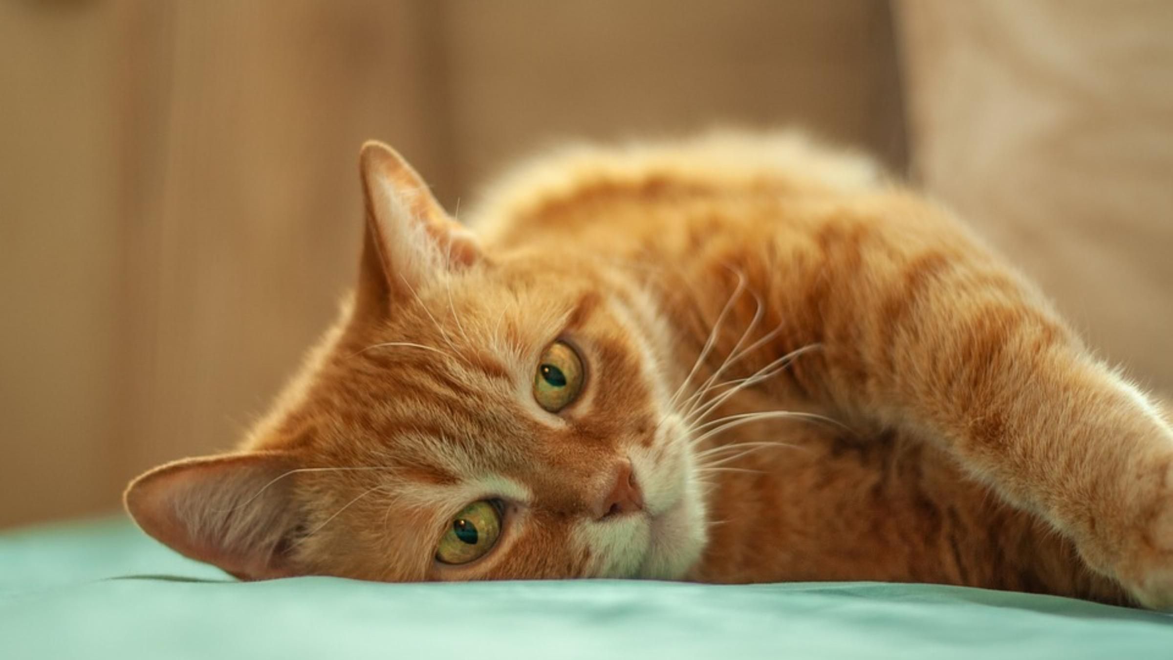 Спряталась в пакете с продуктами: как кот спас хозяина от ядовитой змеи - Pets Спряталась в пакете с продуктами: как кот спас хозяина от ядовитой змеи - Pets