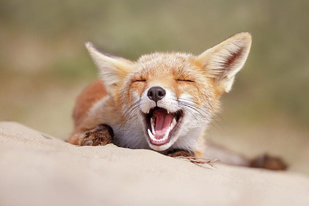 Чарівна лисиця сміється від лоскоток: миле відео - Pets